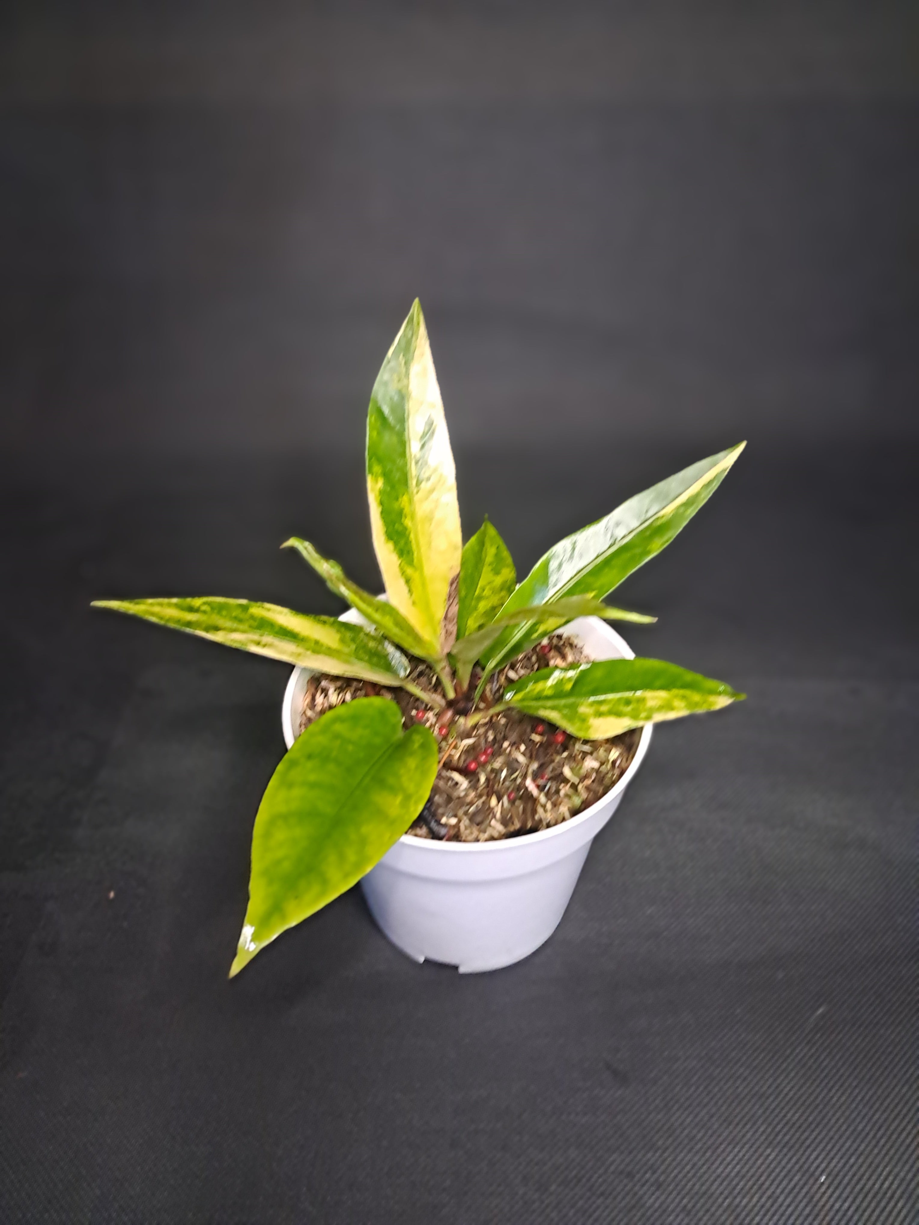 Anthurium Hookery Varigeta