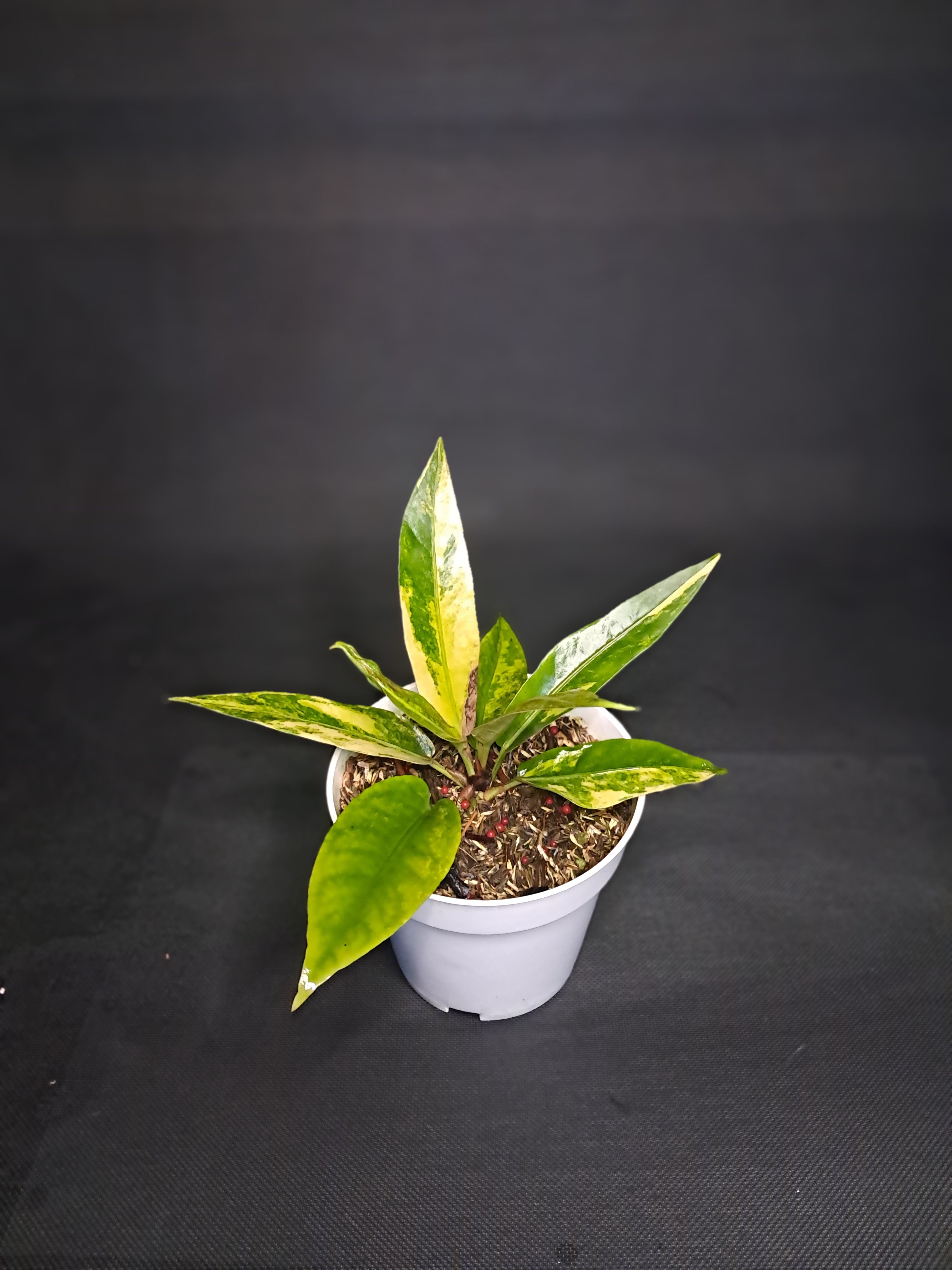 Anthurium Hookery Varigeta
