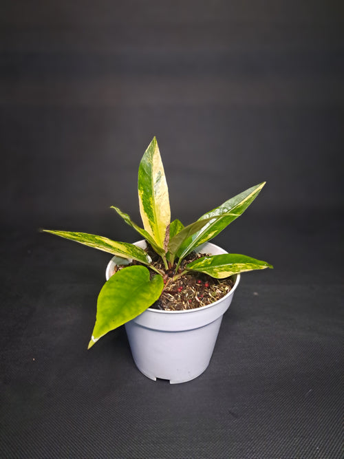 Anthurium Hookery Varigeta
