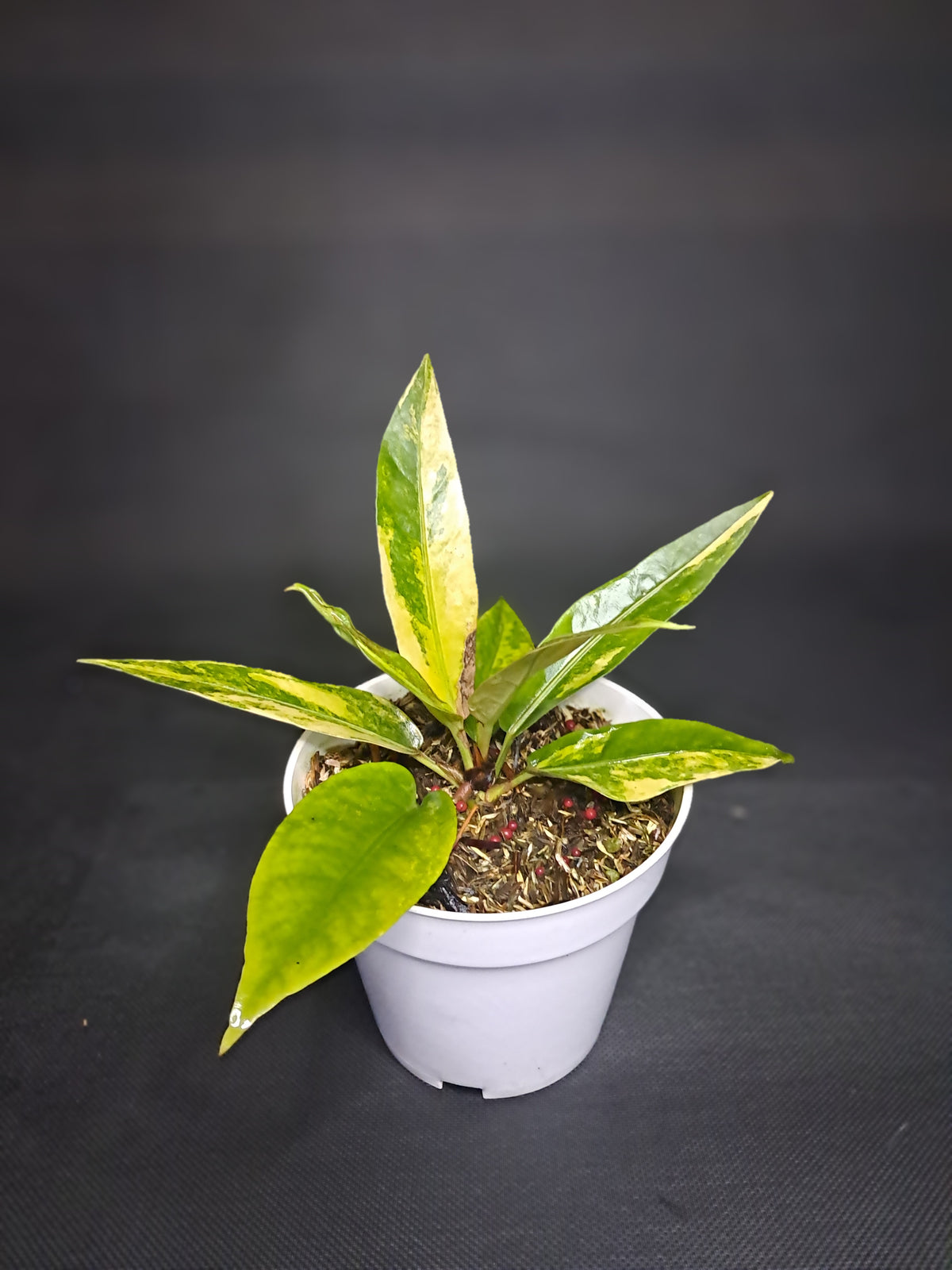 Anthurium Hookery Varigeta