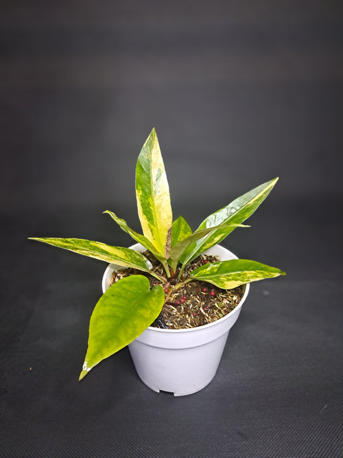 Anthurium Hookery Varigeta