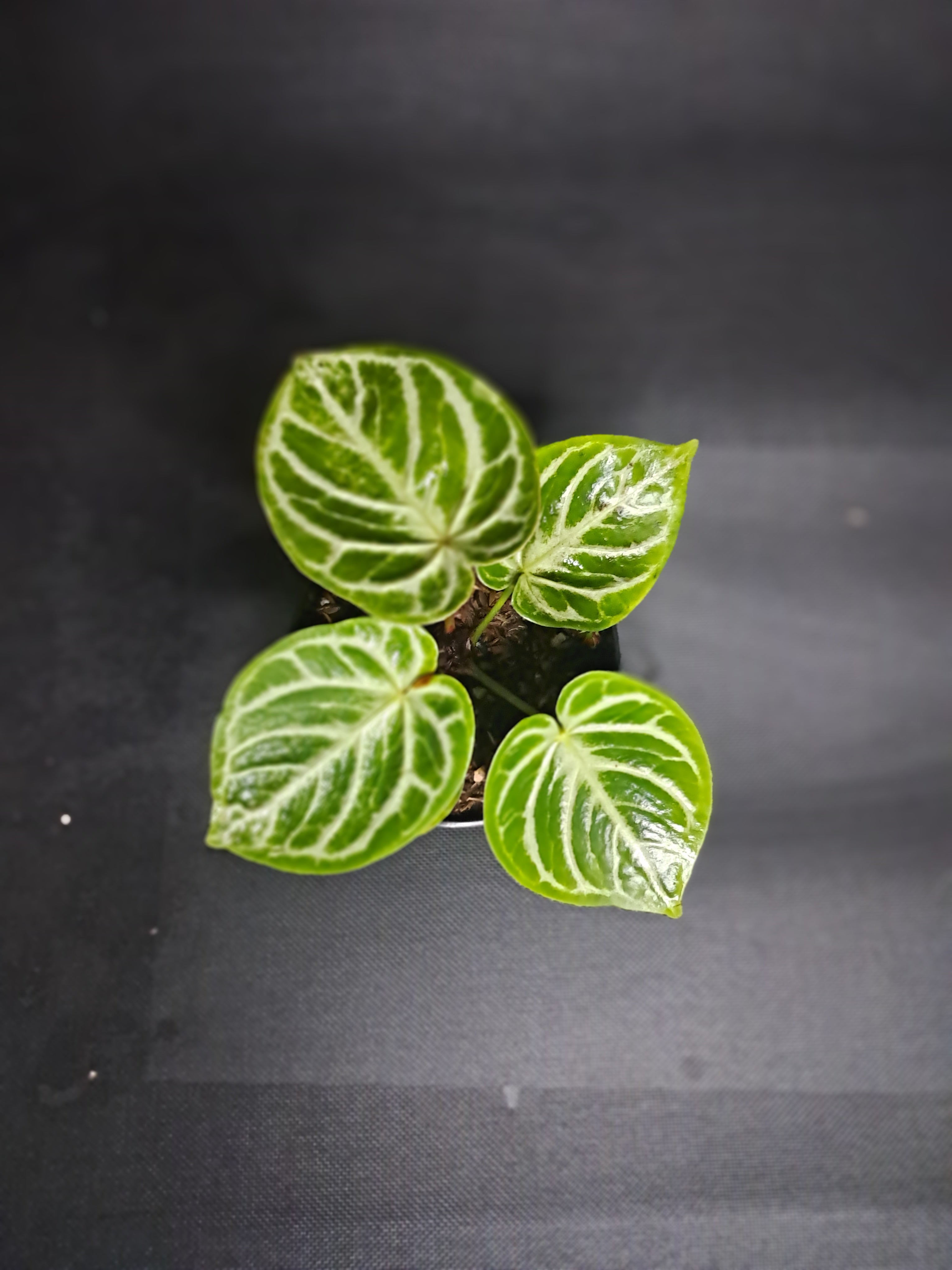 Anthurium crystallinum ‘Dorayaki’