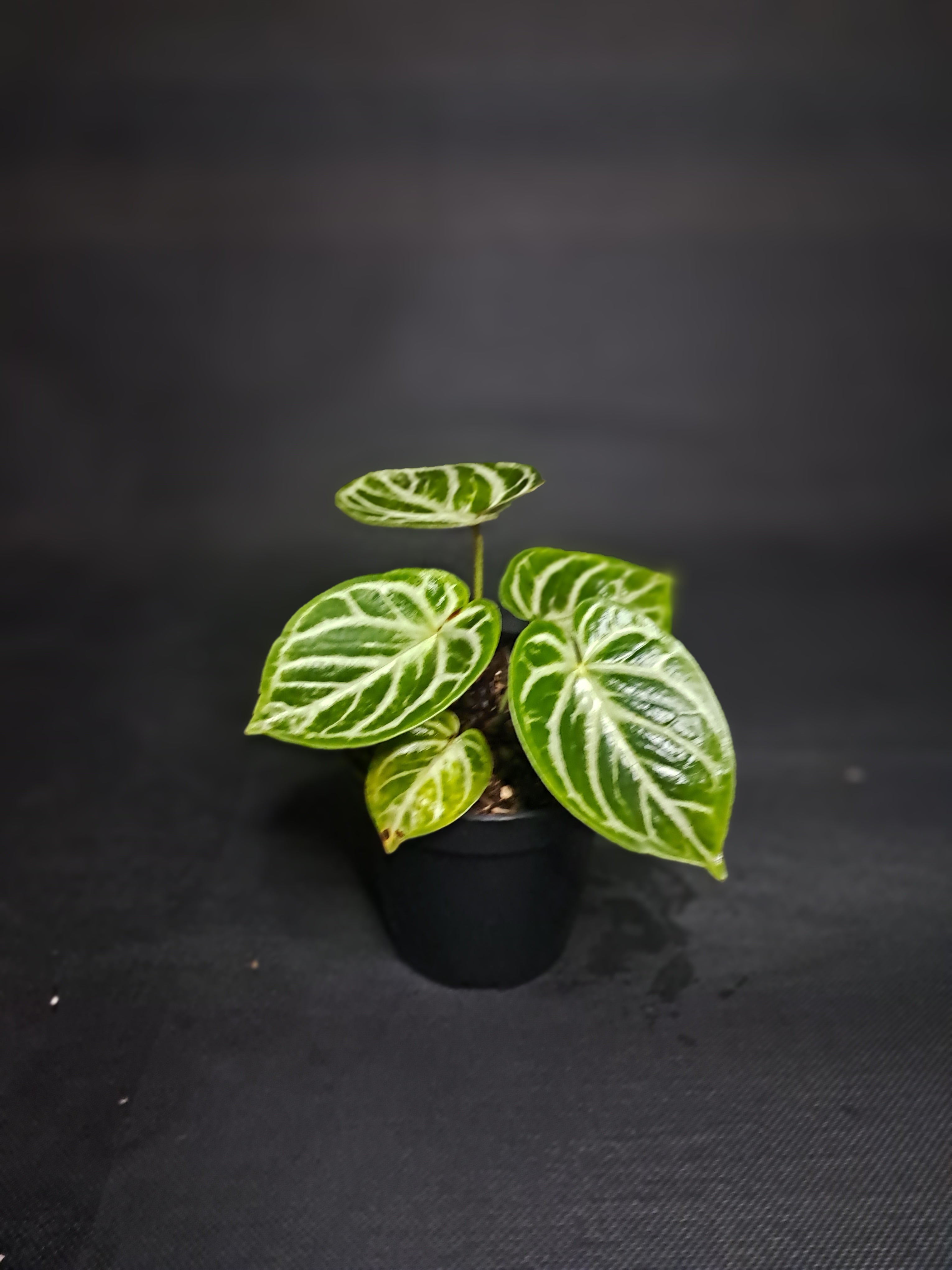 Anthurium crystallinum ‘Dorayaki’