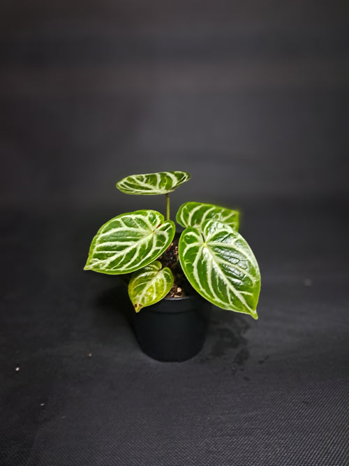 Anthurium crystallinum ‘Dorayaki’