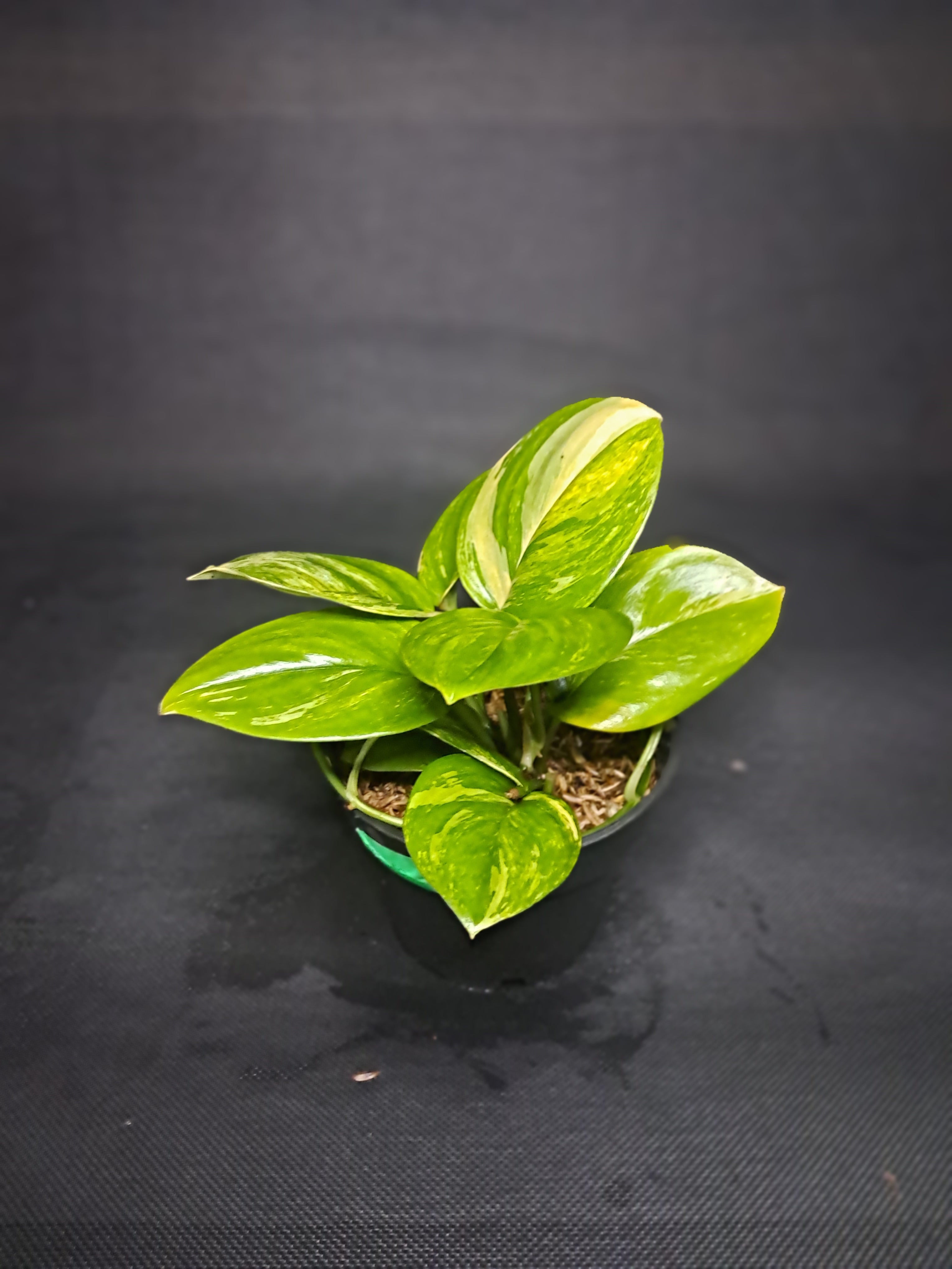 Scindapsus Treubii 'Moonlight' Variegated
