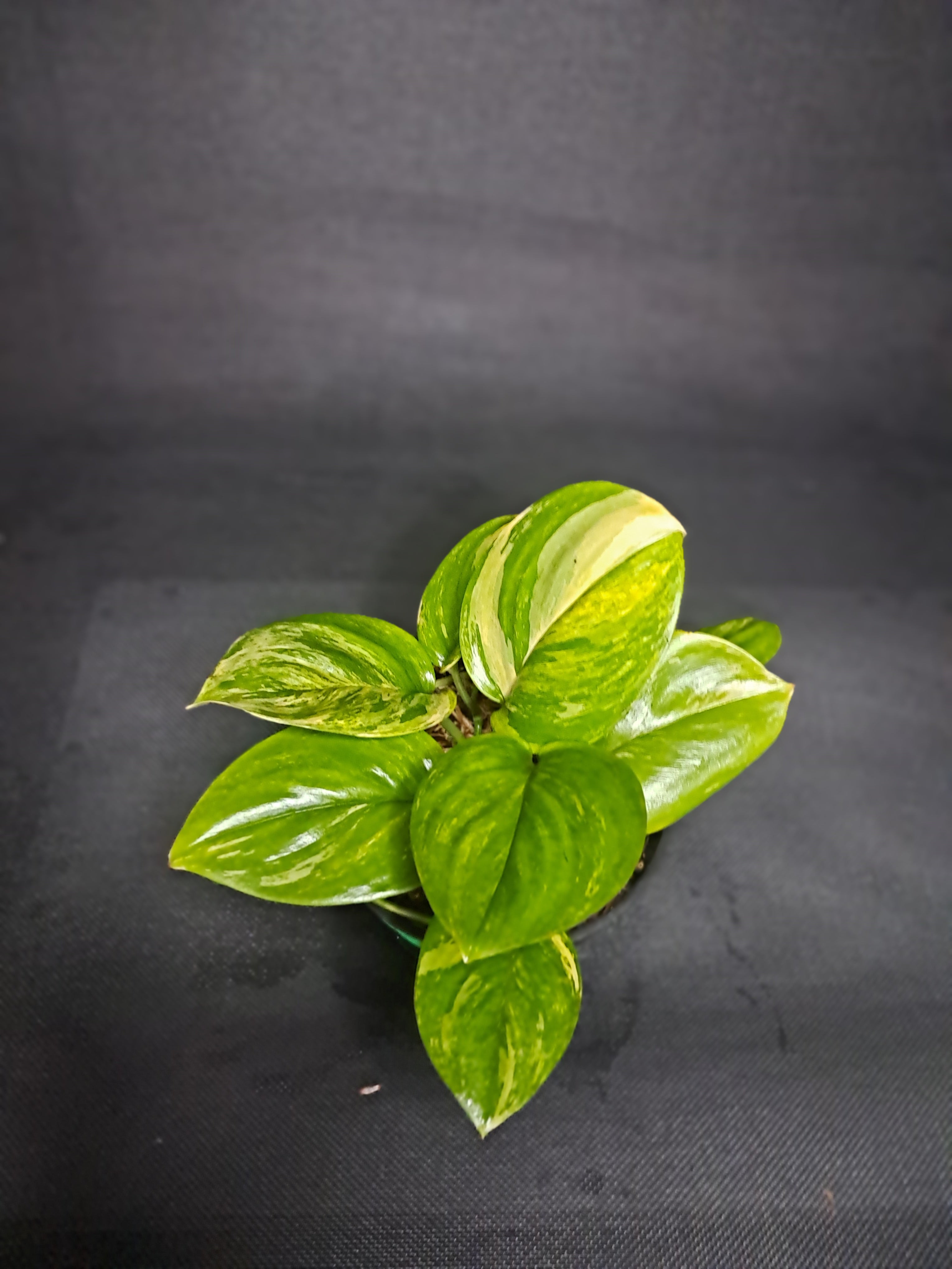 Scindapsus Treubii 'Moonlight' Variegated