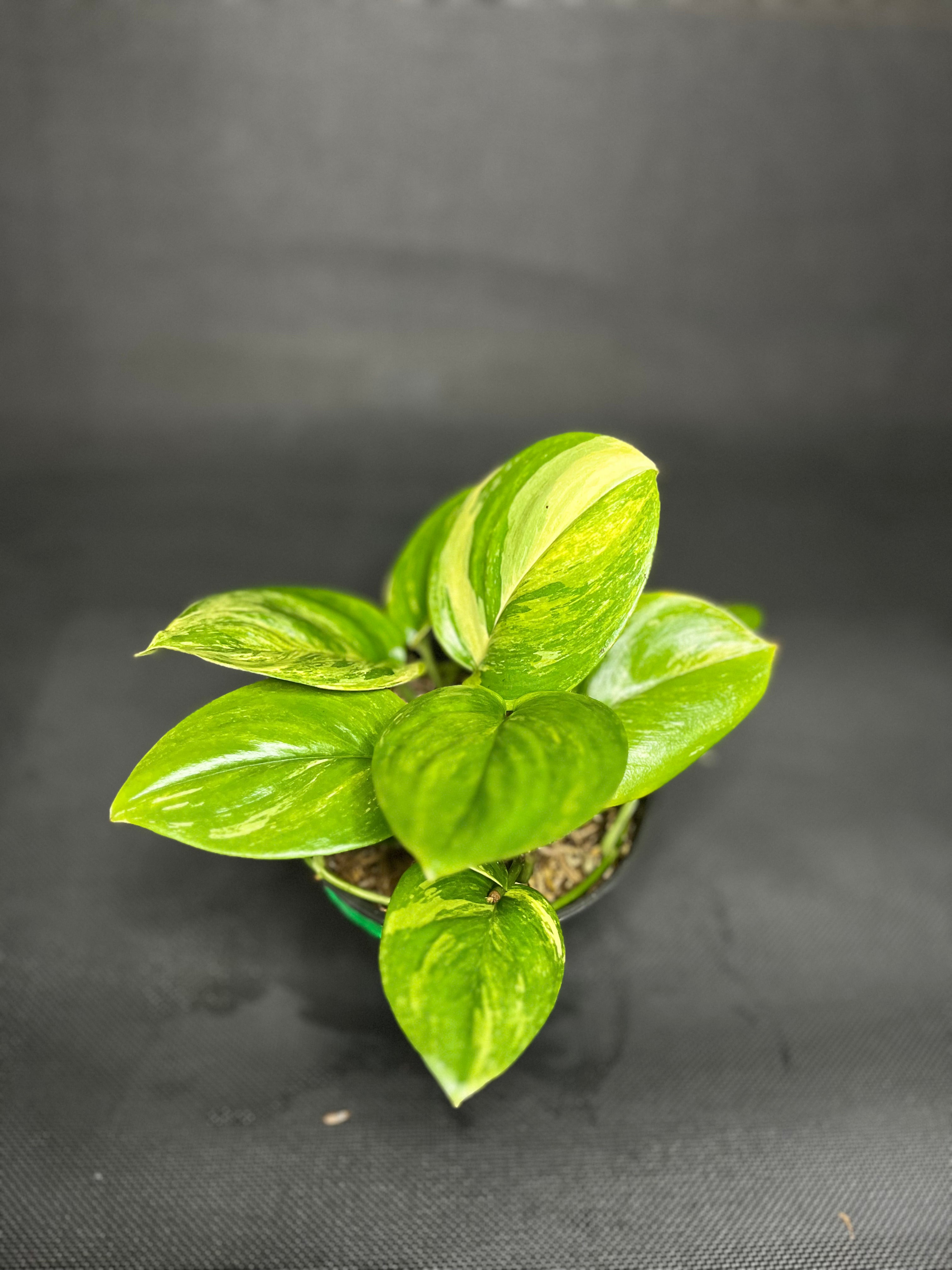 Scindapsus Treubii 'Moonlight' Variegated