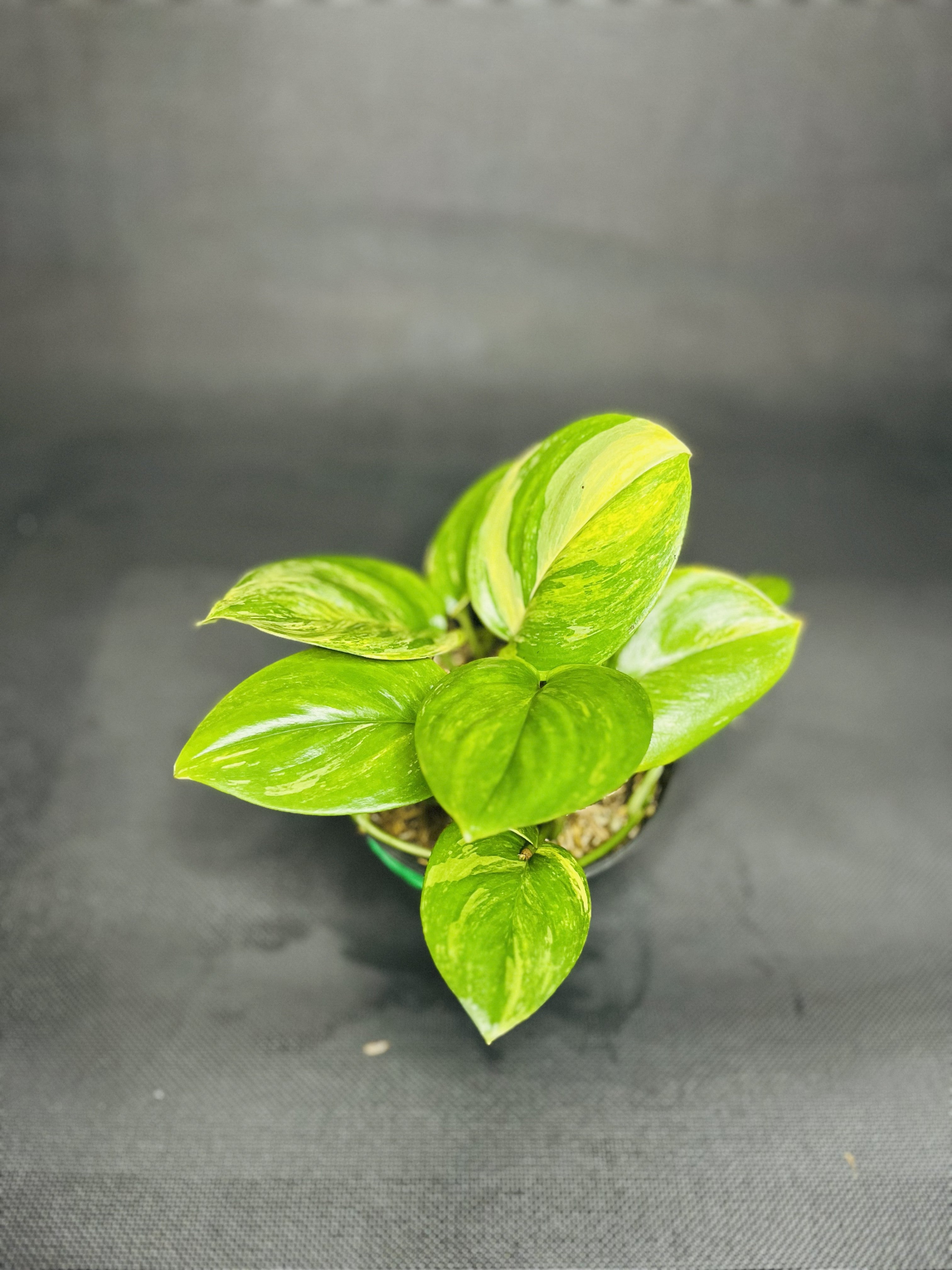 Scindapsus Treubii 'Moonlight' Variegated
