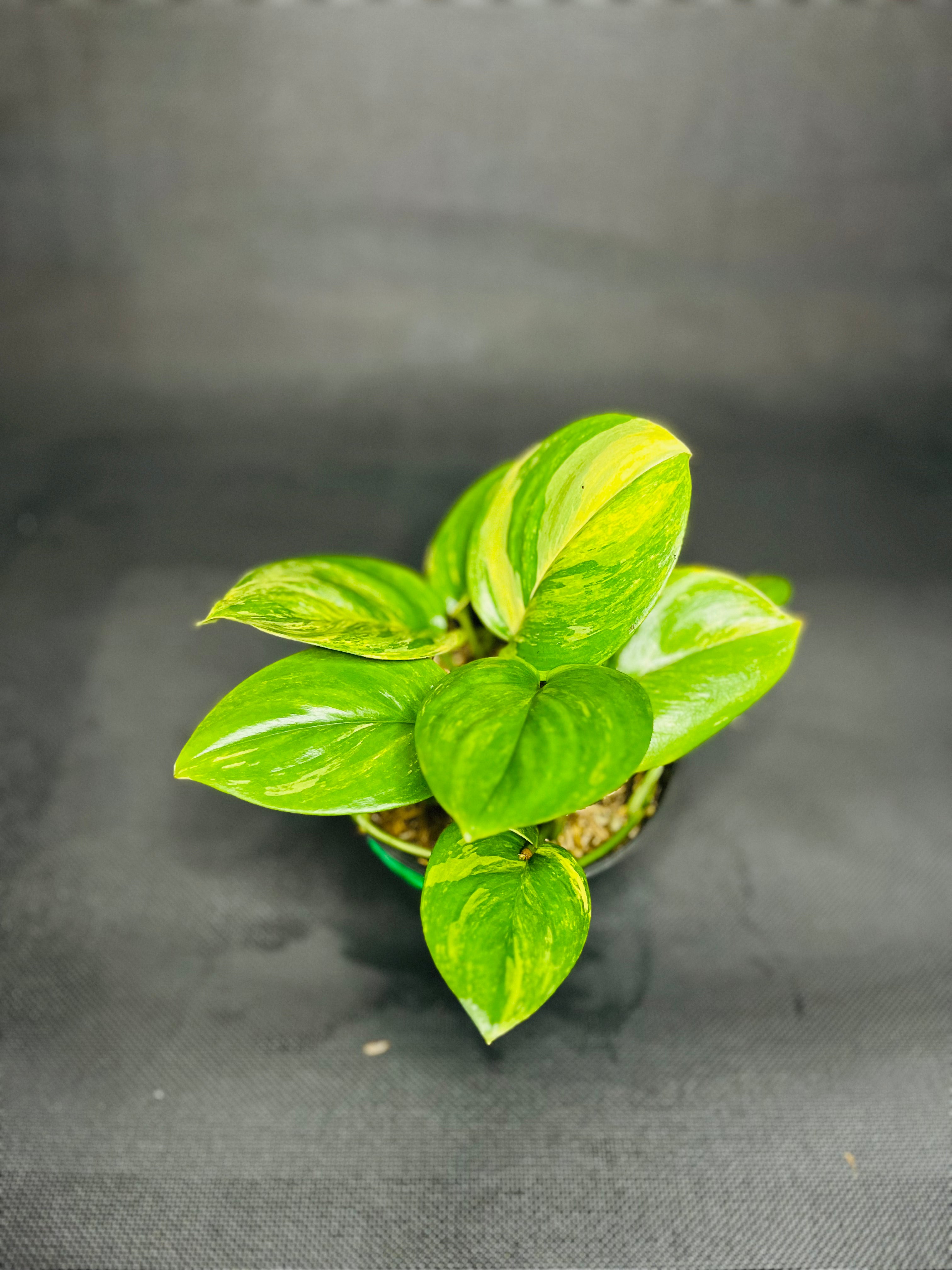 Scindapsus Treubii 'Moonlight' Variegated