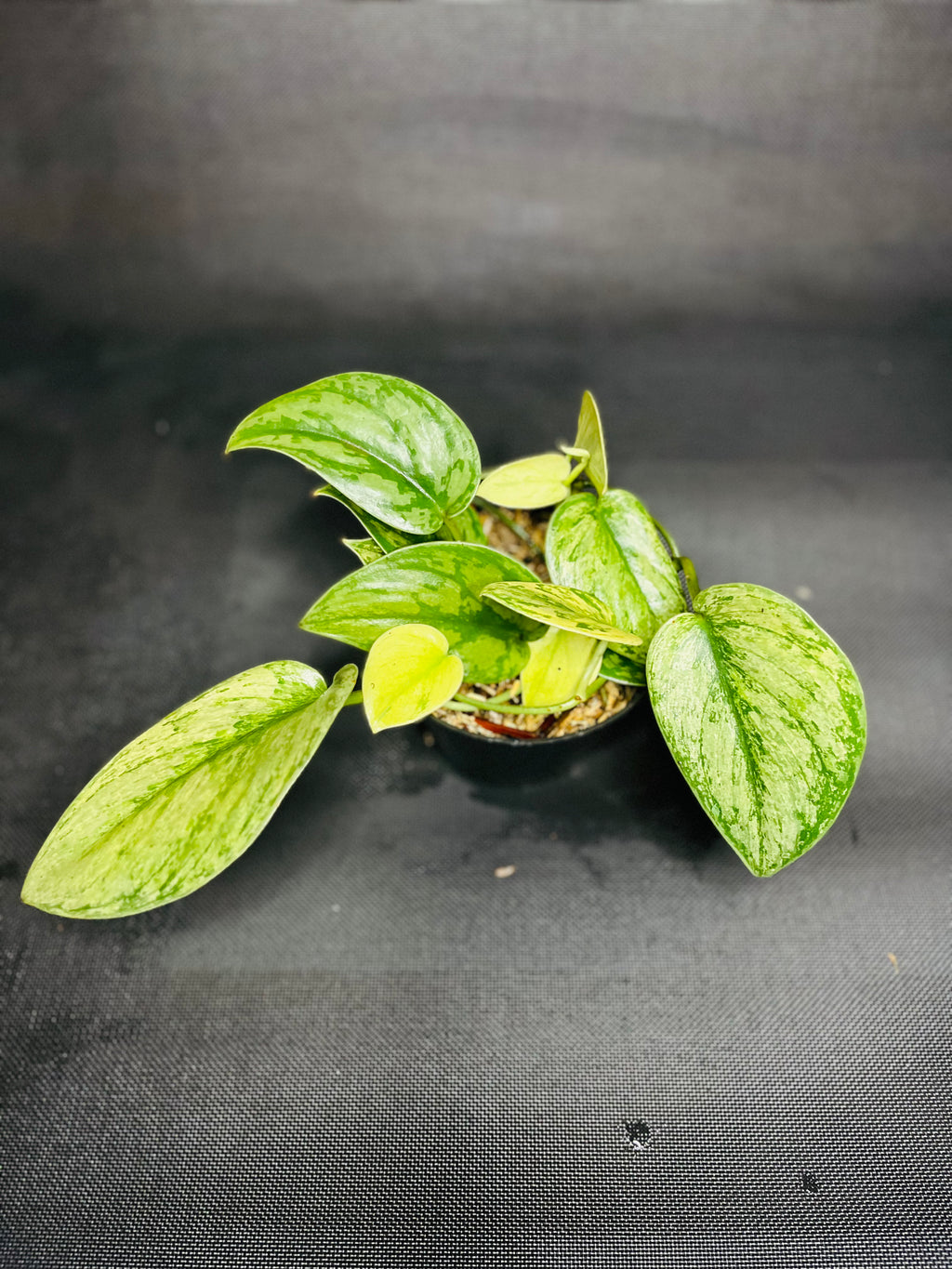Scindapsus Pictus Hologram