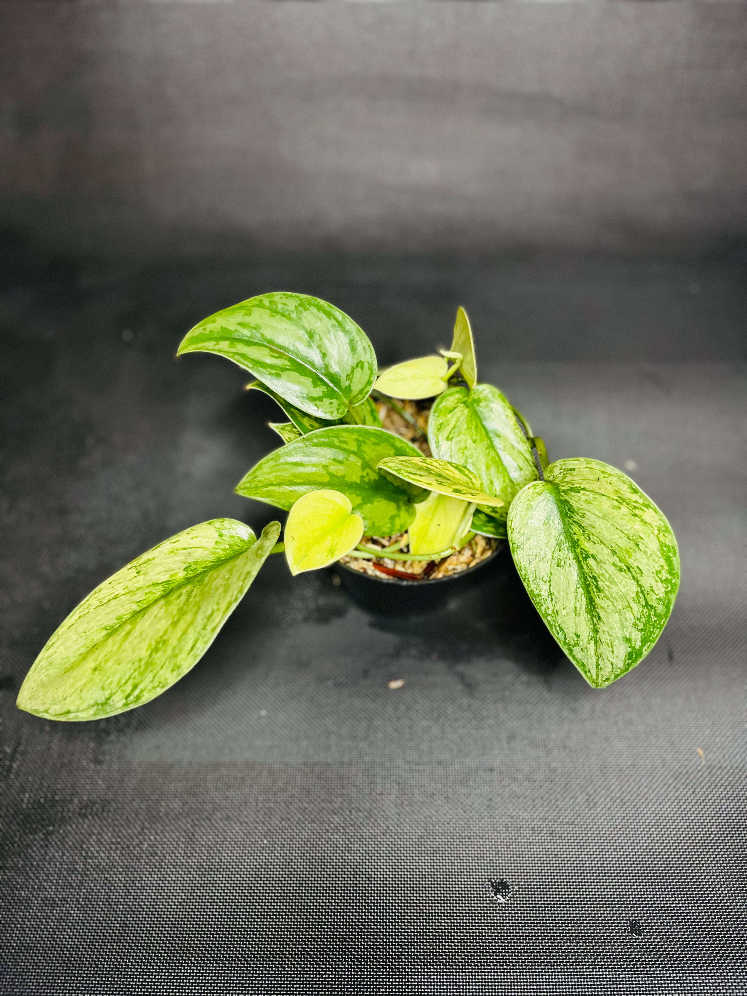Scindapsus Pictus Hologram