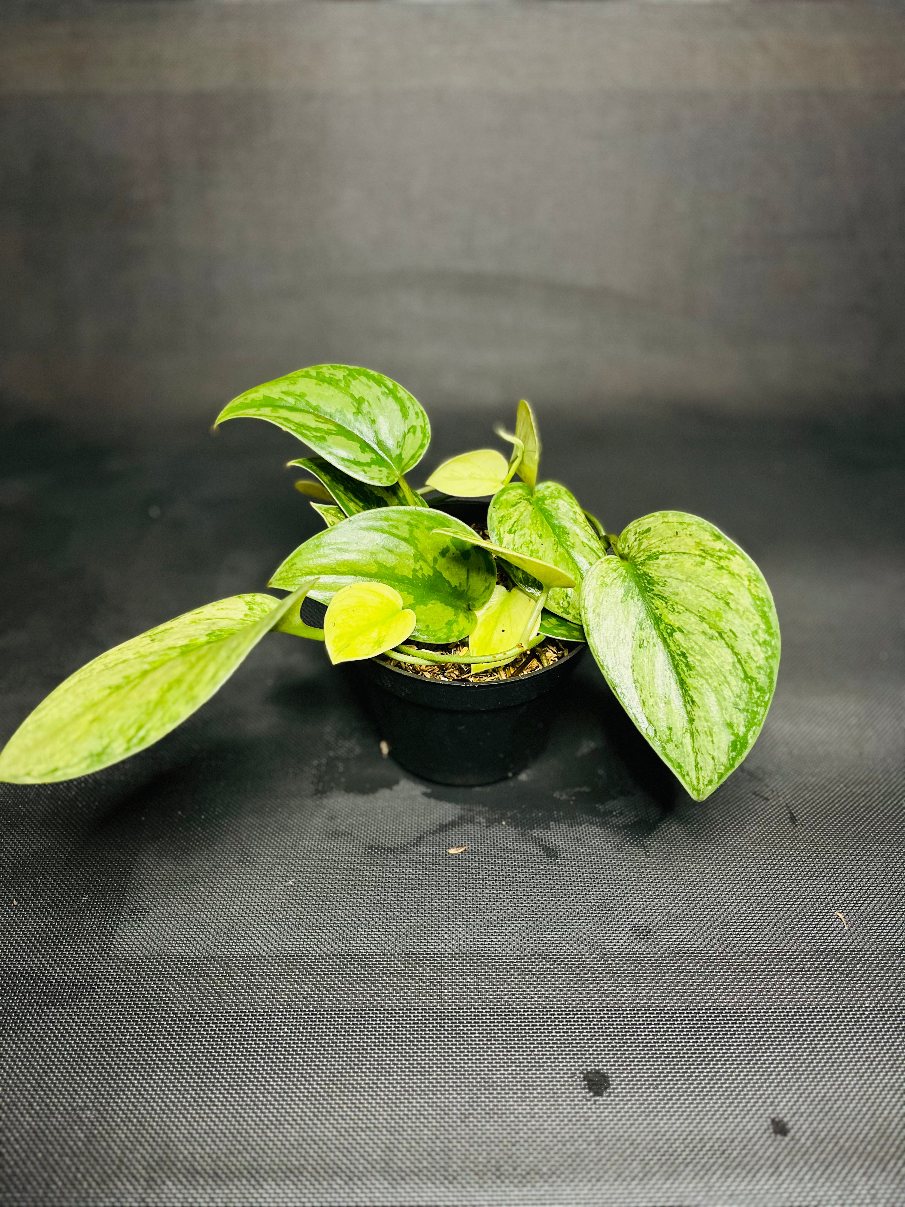 Scindapsus Pictus Hologram