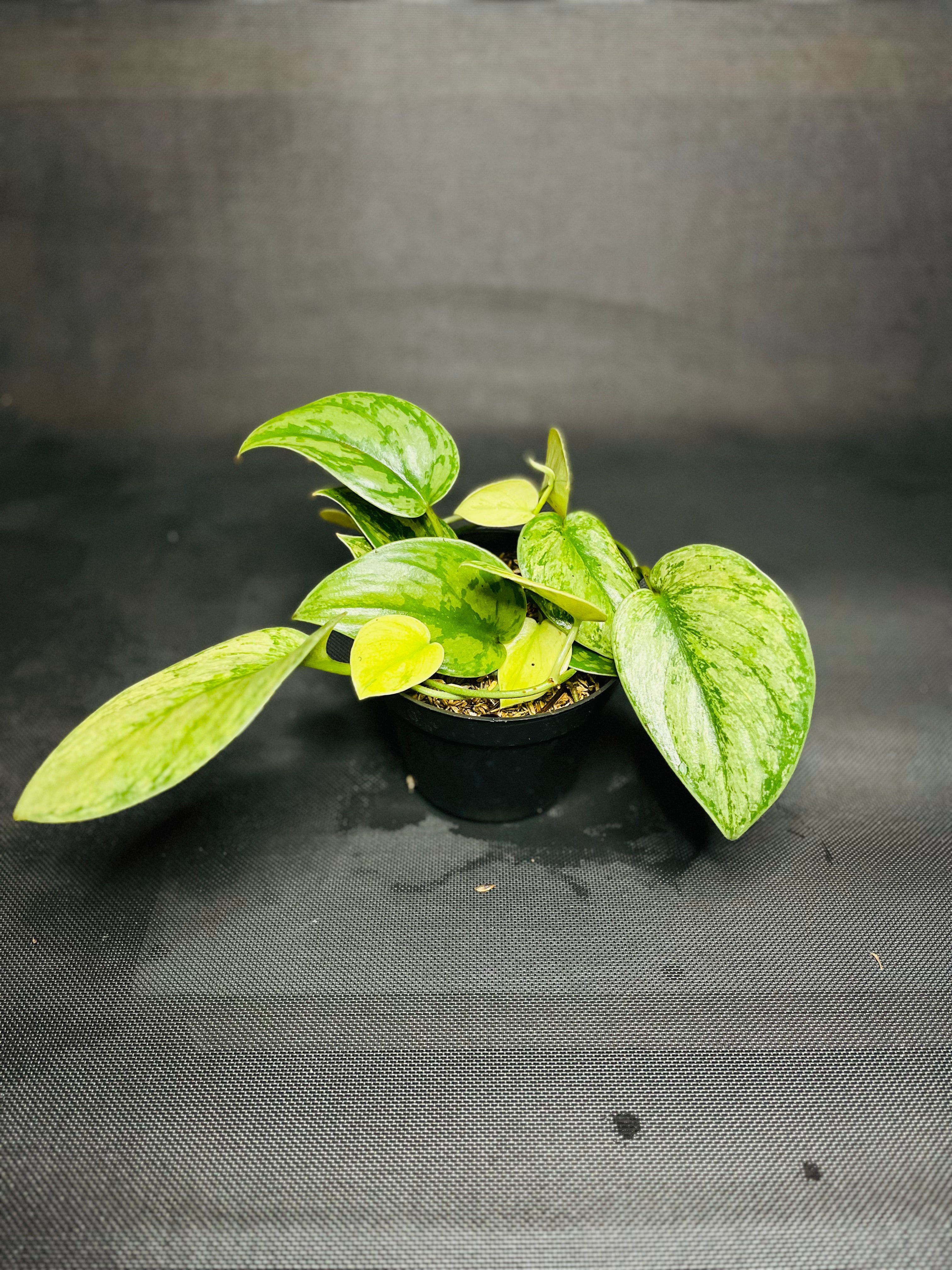 Scindapsus Pictus Hologram