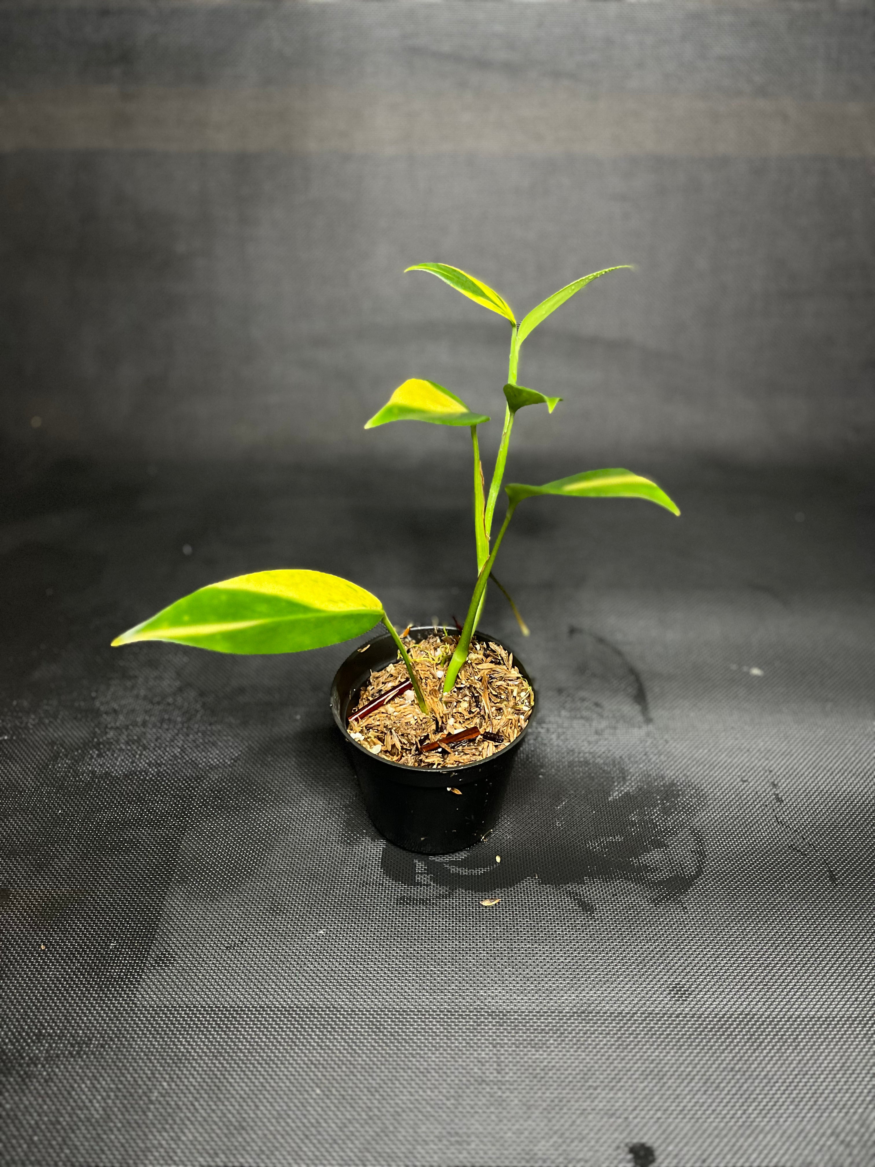 Scindapsus Pictus 'Coreosius' Variegata