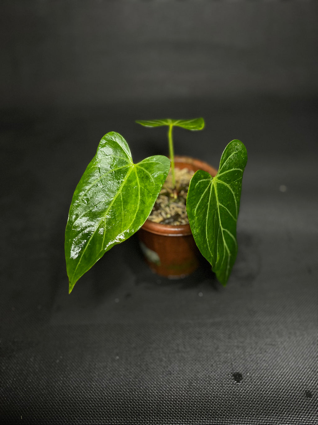 Anthurium Crystallinum Variegata