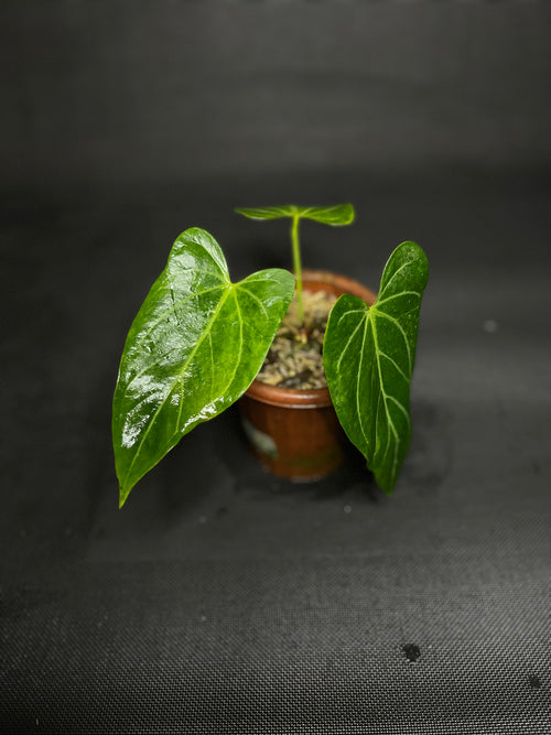 Anthurium Crystallinum Variegata