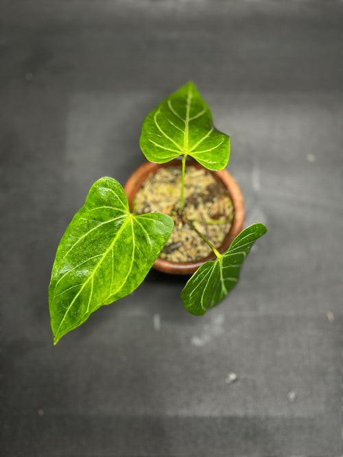 Anthurium Crystallinum Variegata