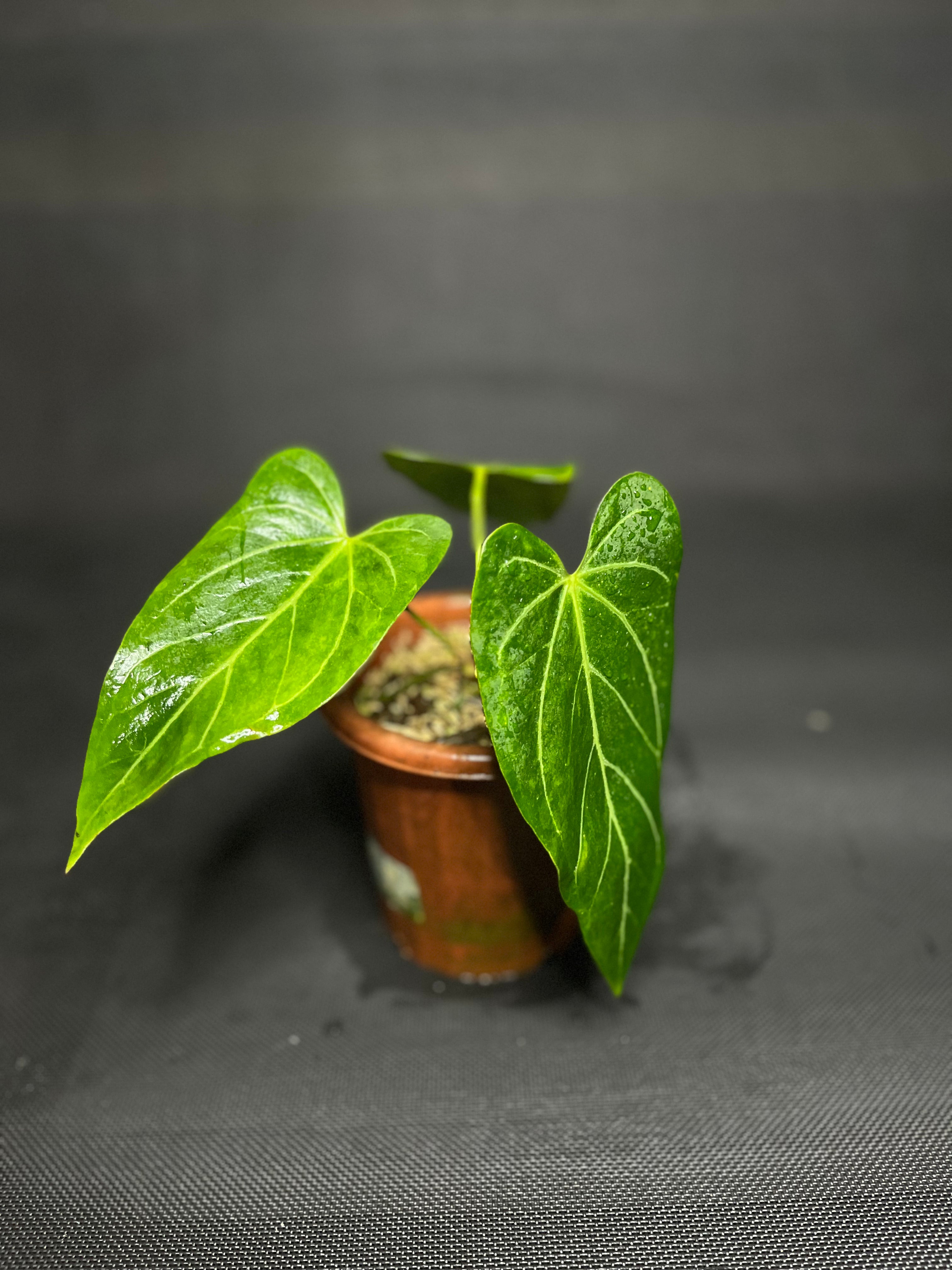 Anthurium Crystallinum Variegata