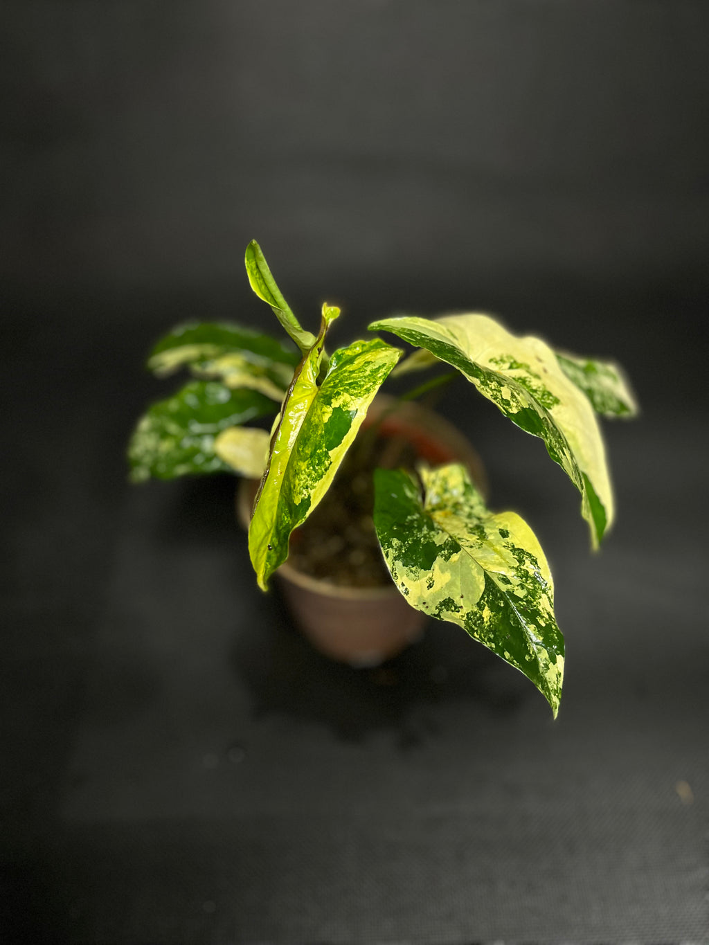 Syngonium Albo Variegata
