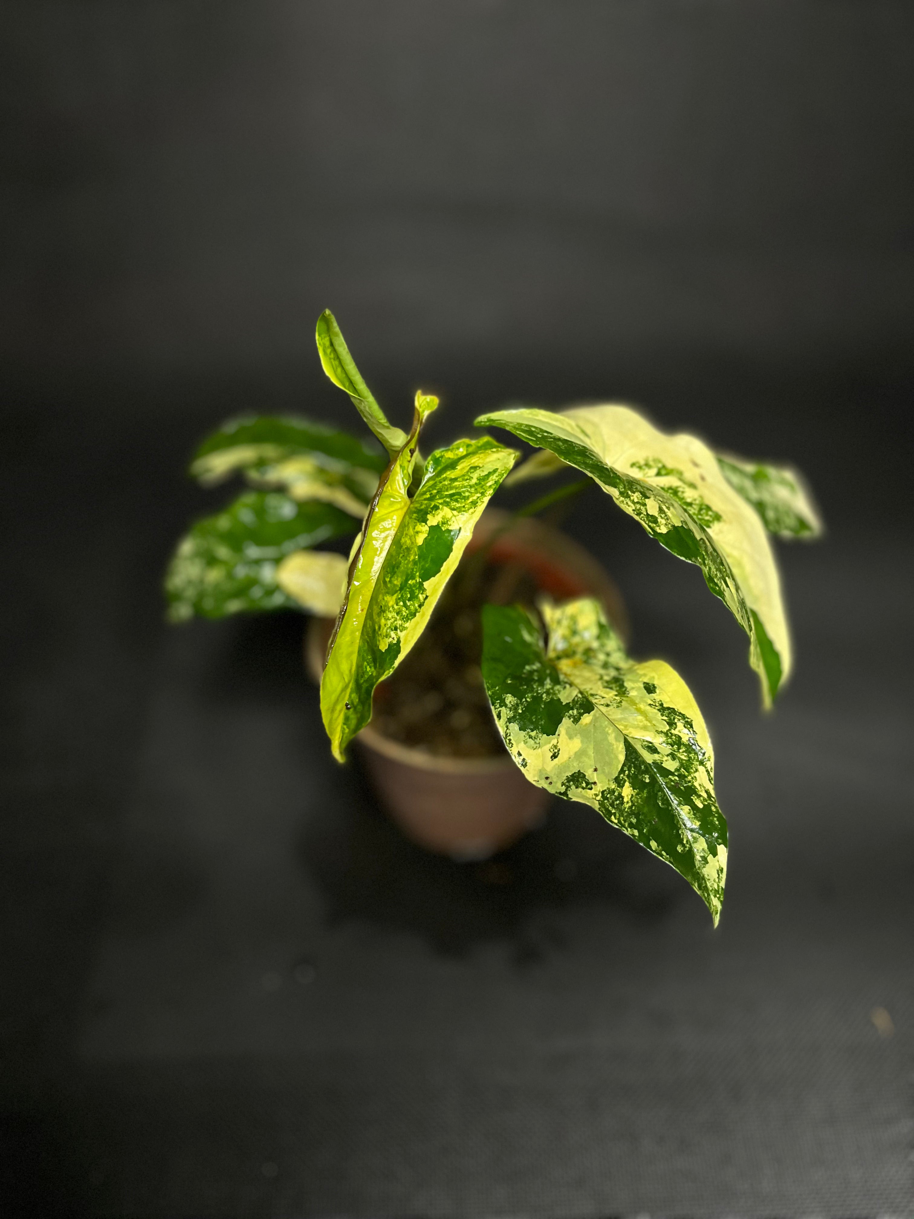 Syngonium Albo Variegata