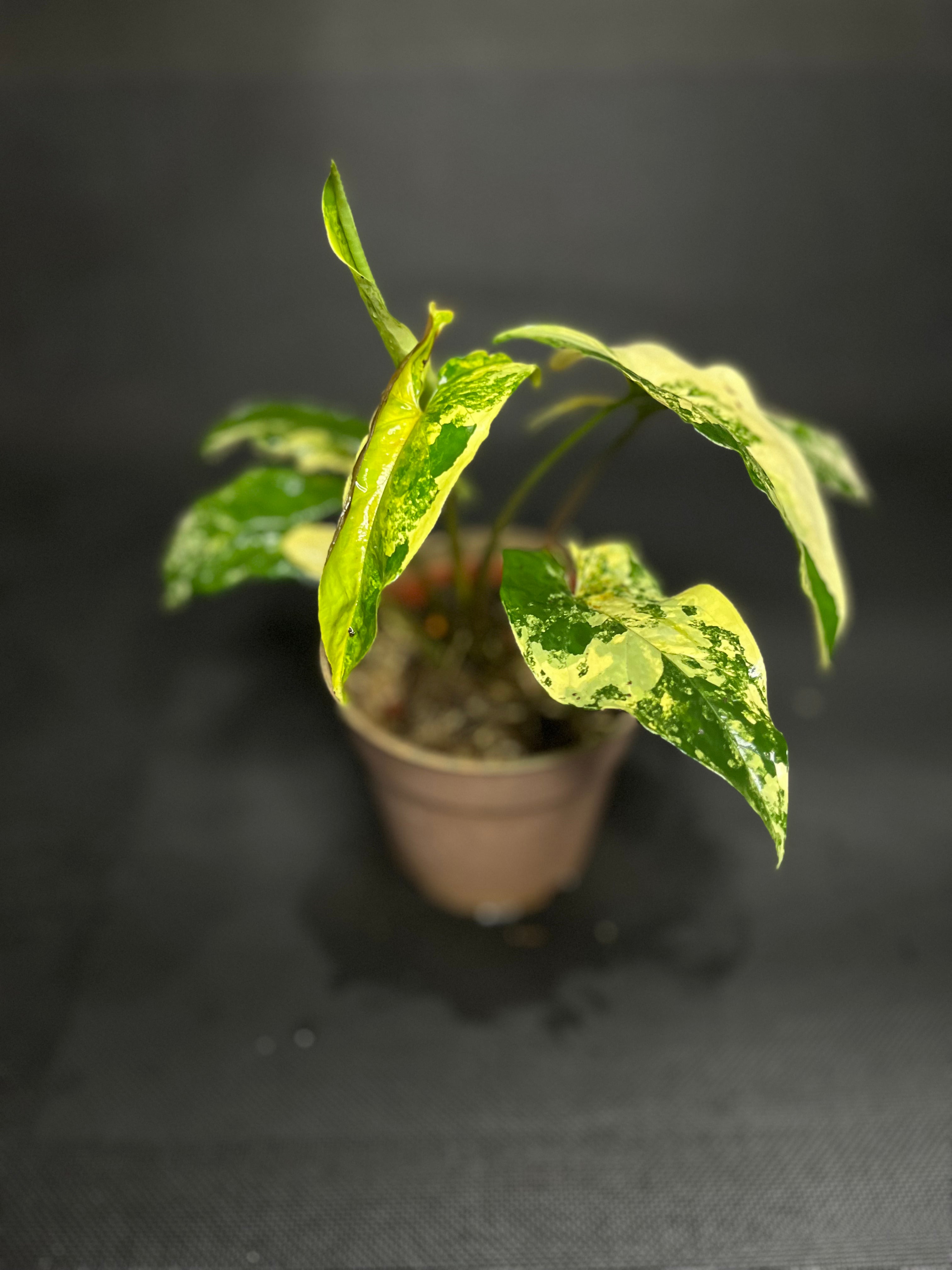 Syngonium Albo Variegata