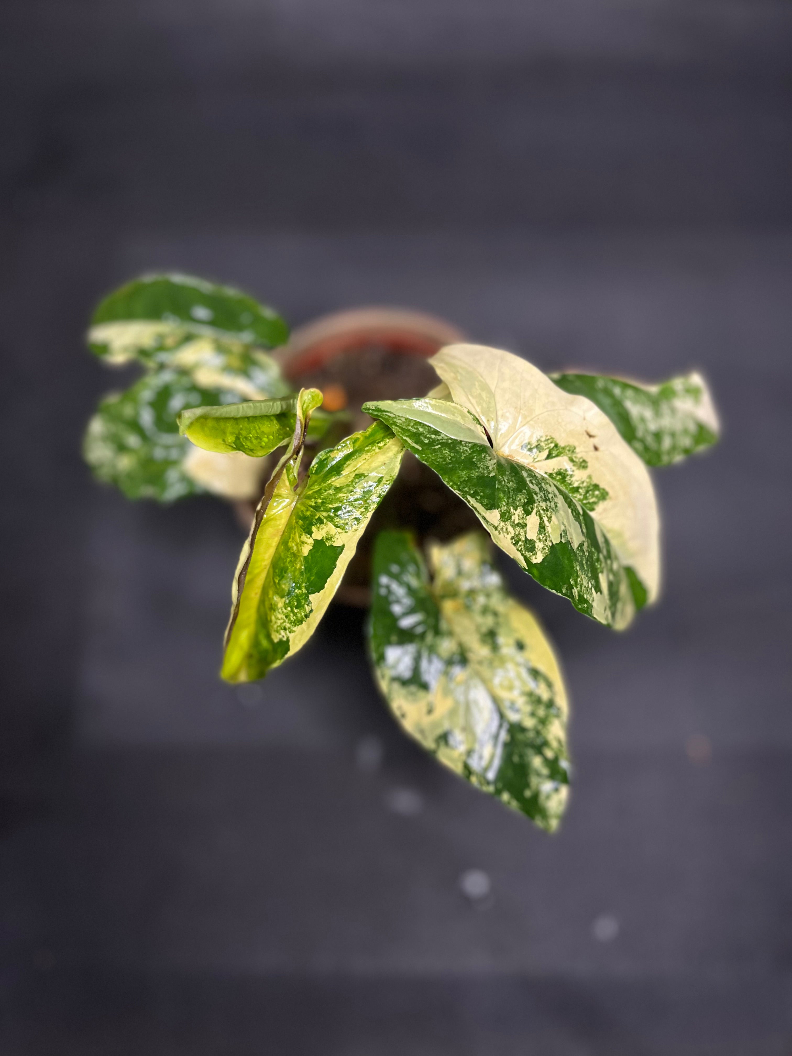 Syngonium Albo Variegata