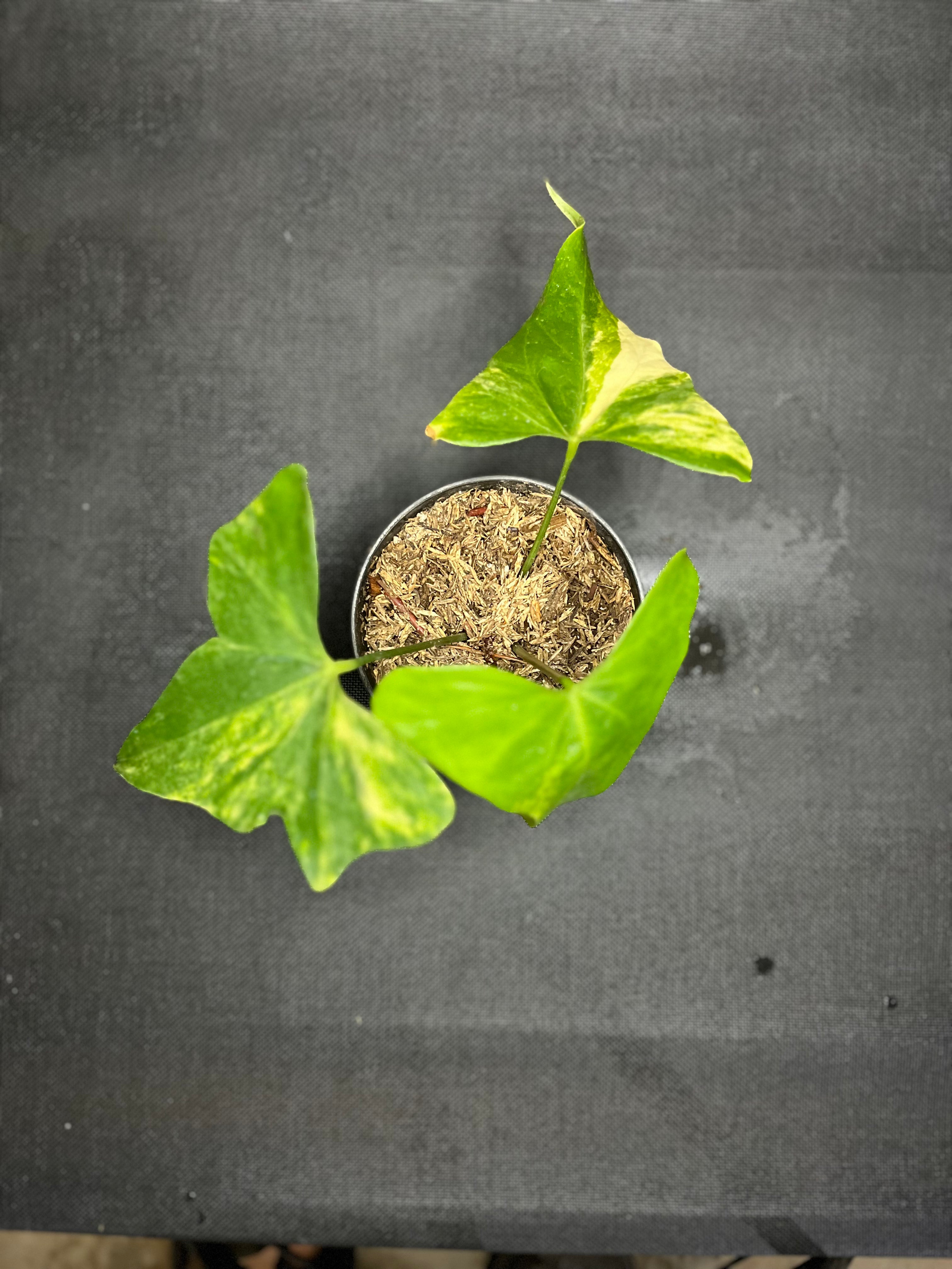 Anthurium Variegated Clarinervium x Pterodactyl