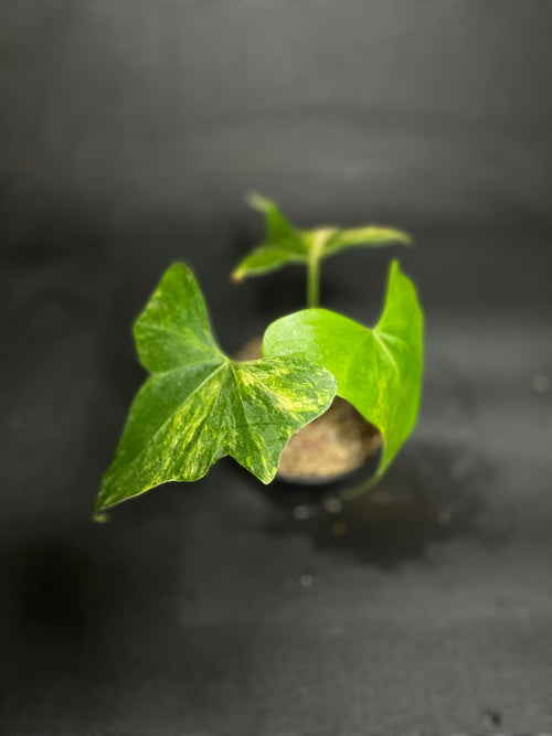 Anthurium Variegated Clarinervium x Pterodactyl