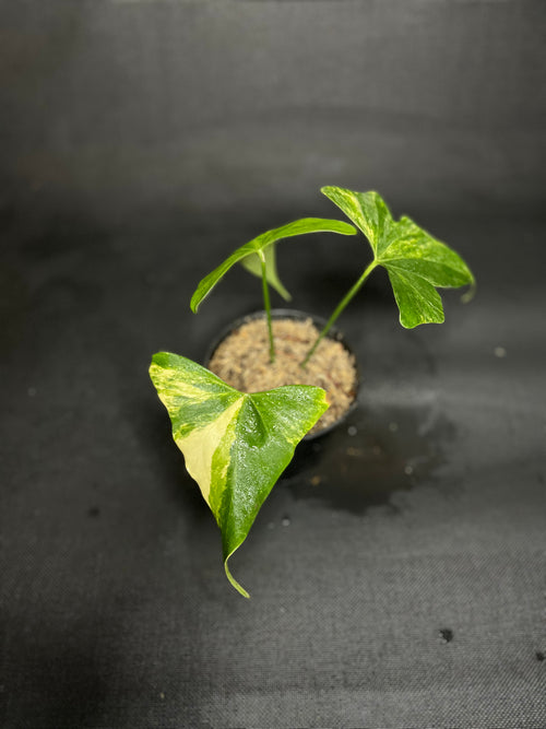 Anthurium Variegated Clarinervium x Pterodactyl