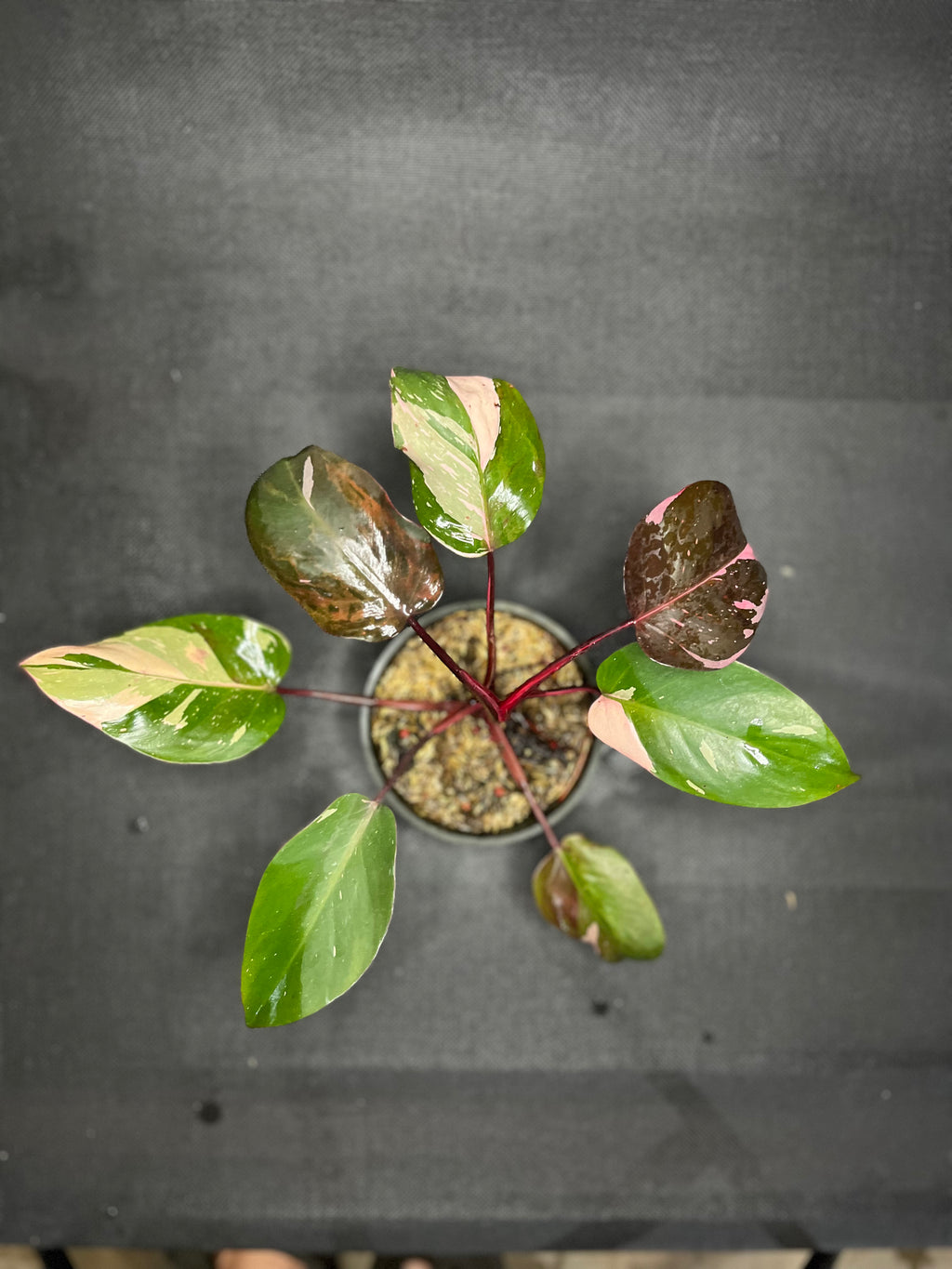 Philodendron Pink Princes