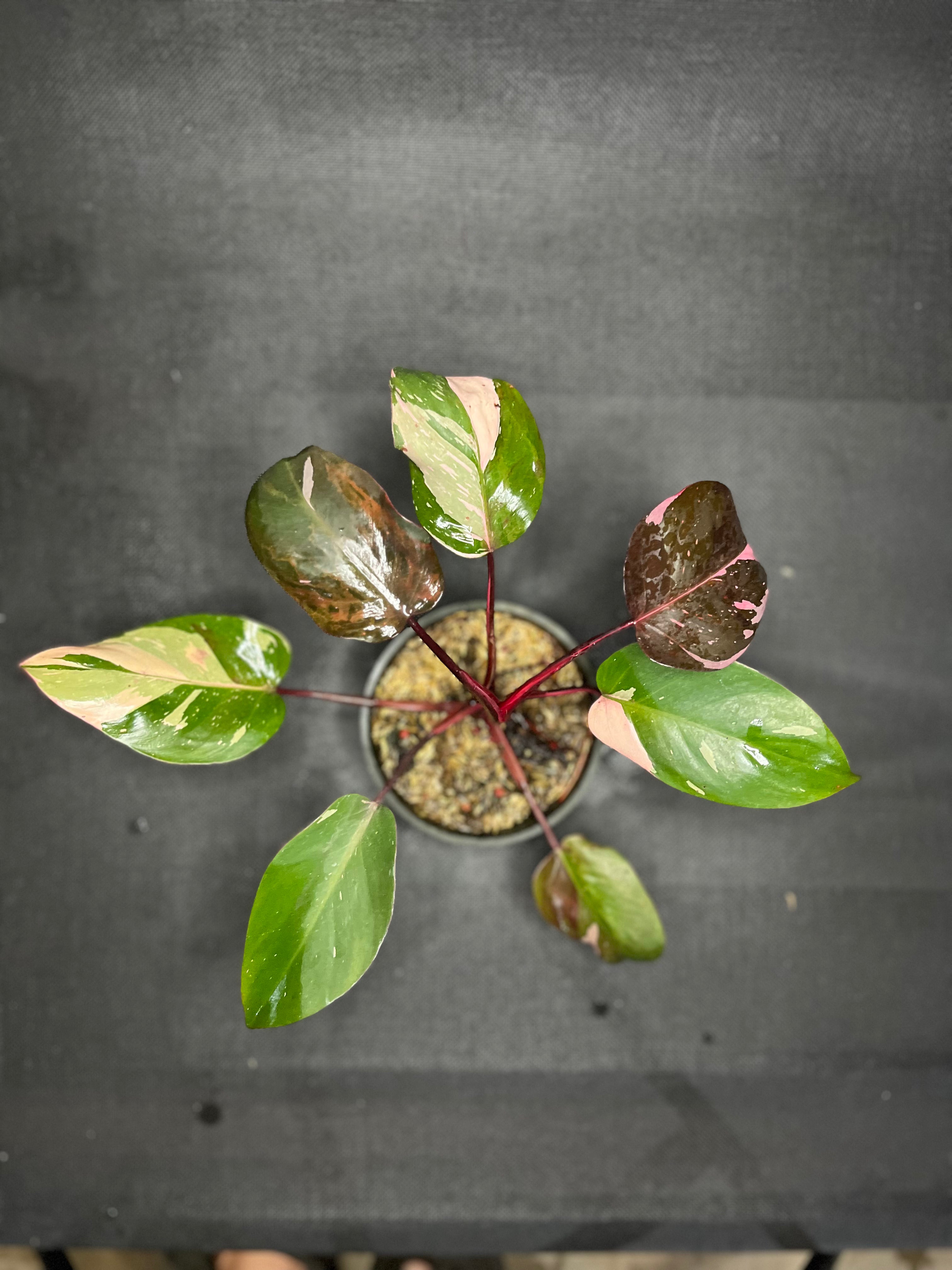 Philodendron Pink Princes
