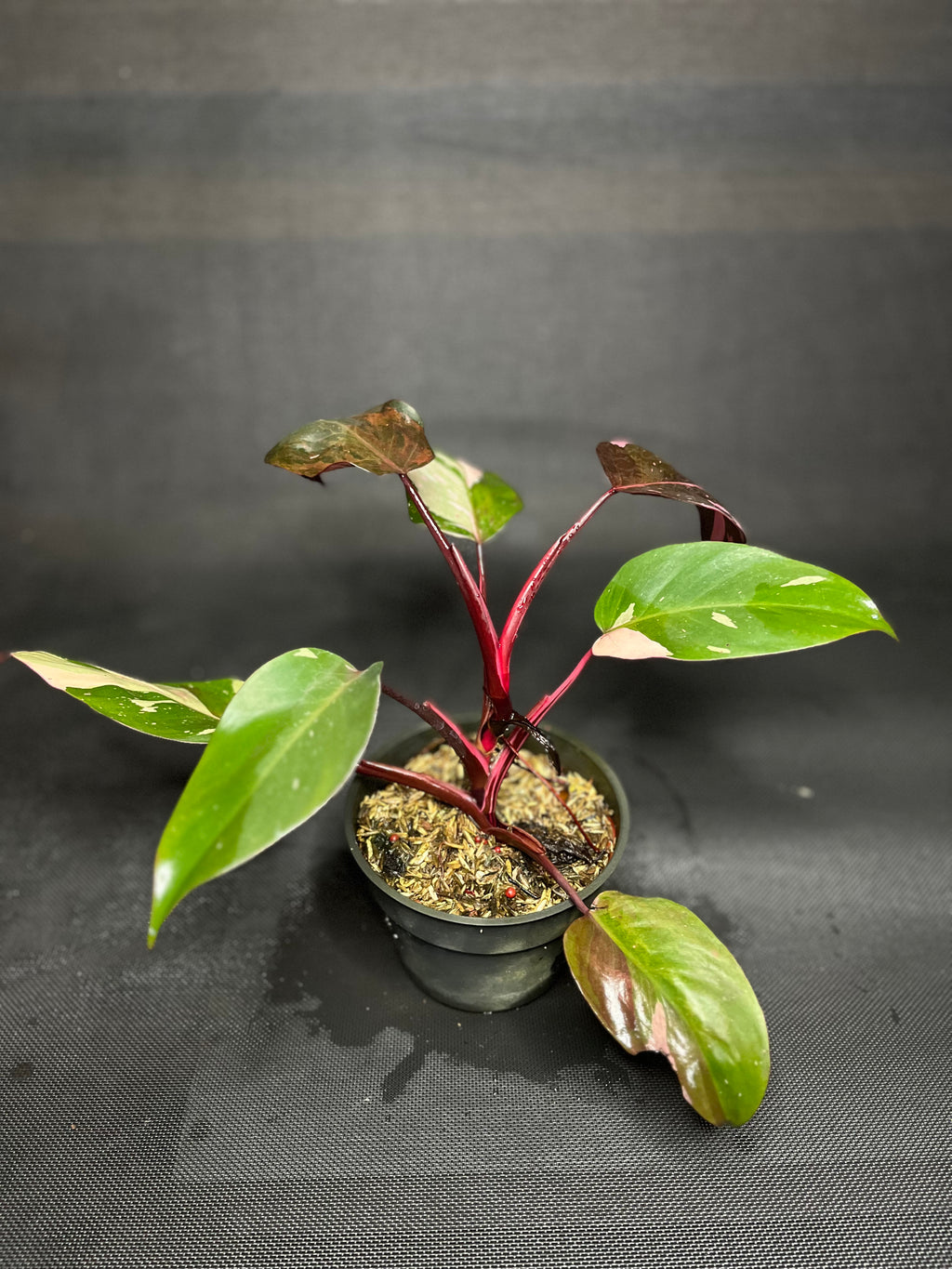 Philodendron Pink Princes