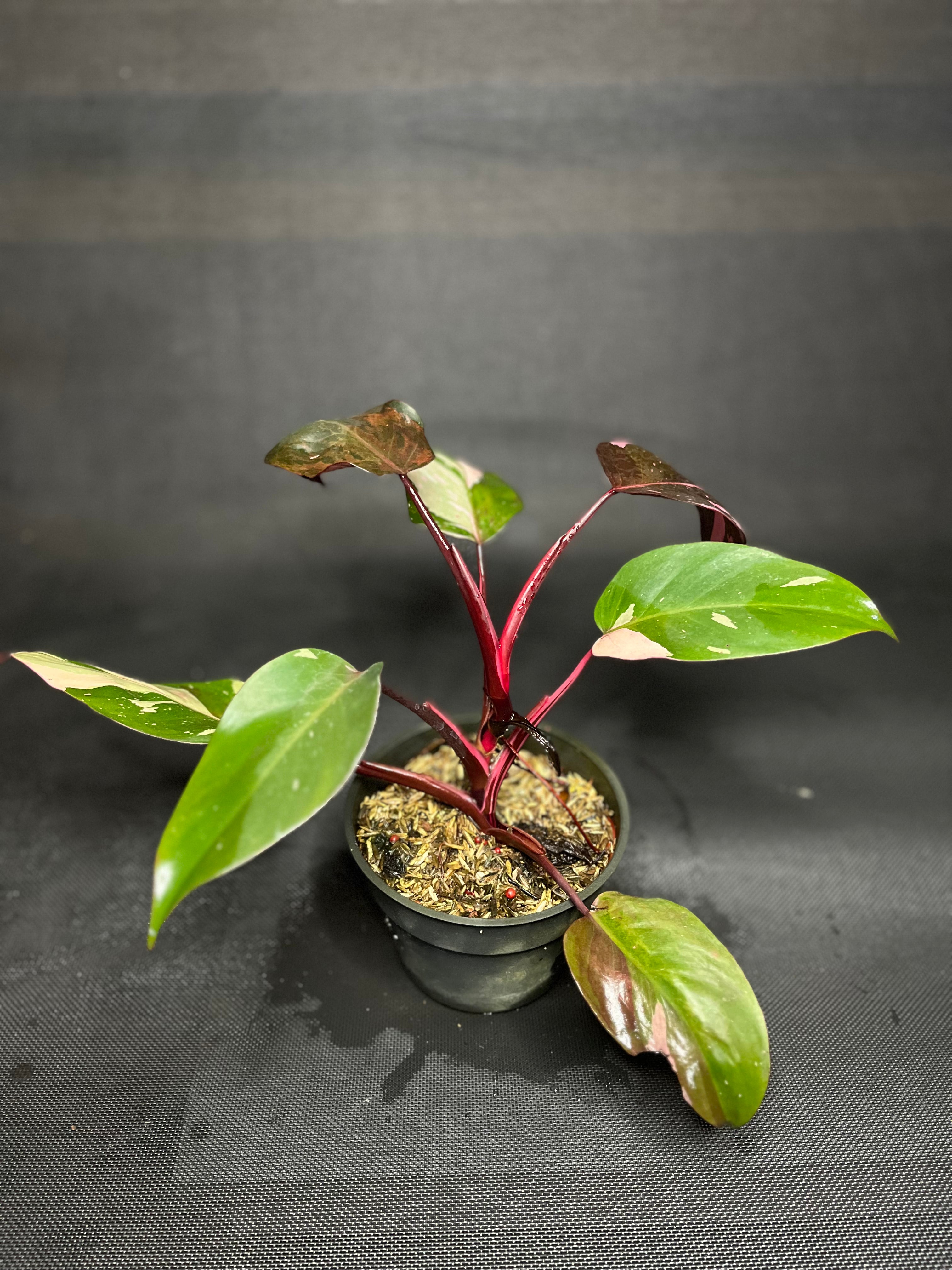 Philodendron Pink Princes