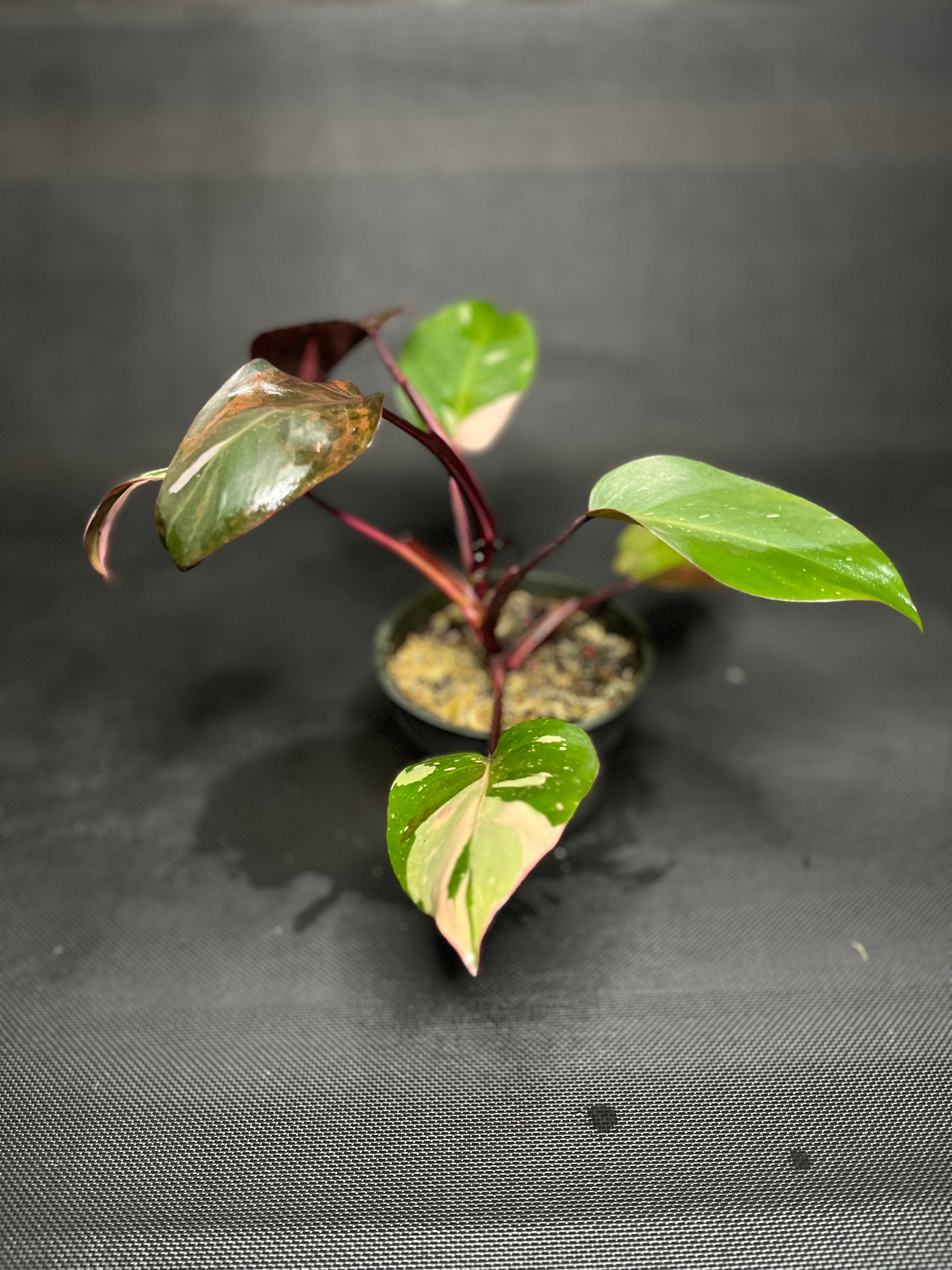 Philodendron Pink Princes