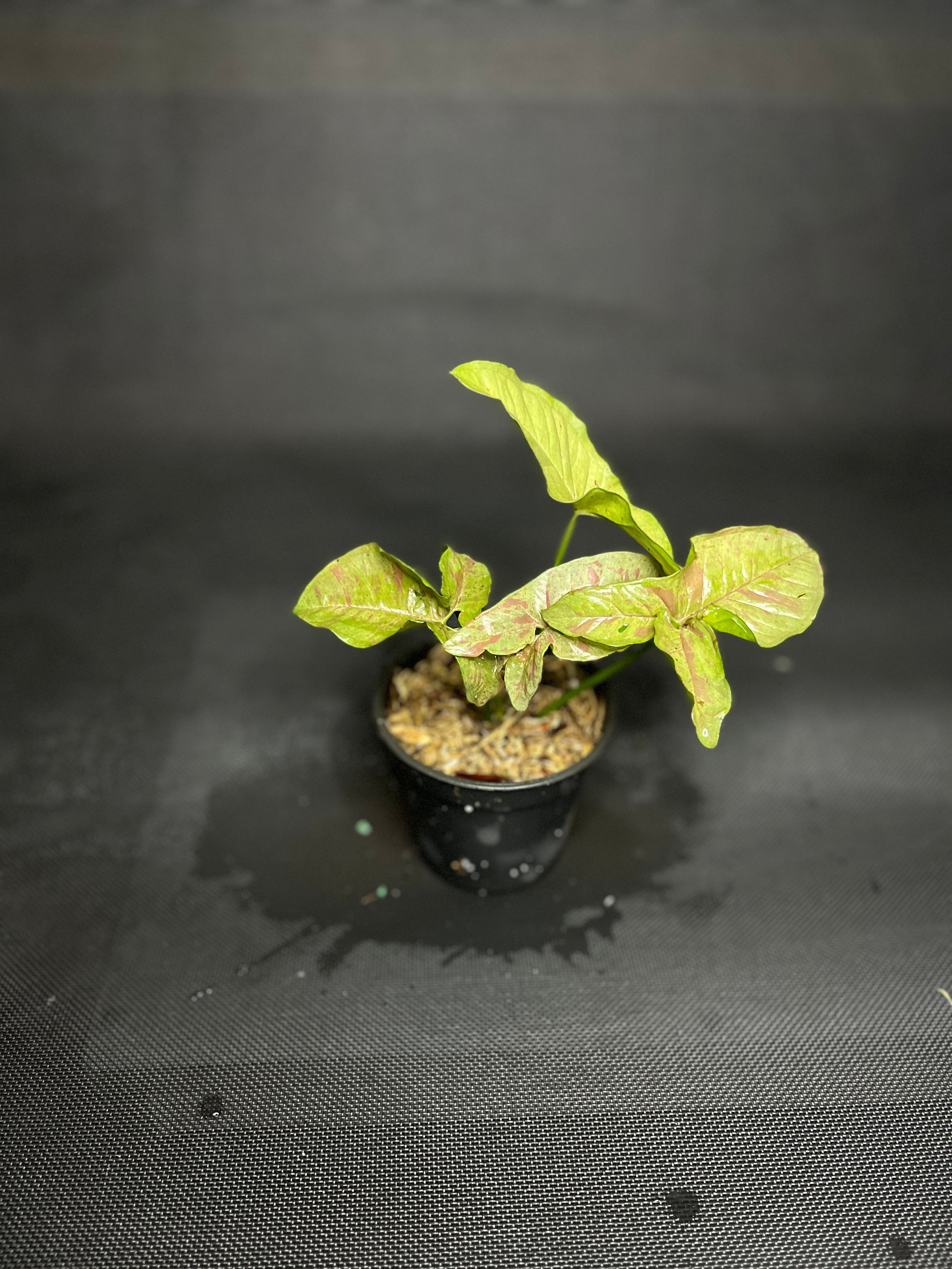 Syngonium Pink Spot