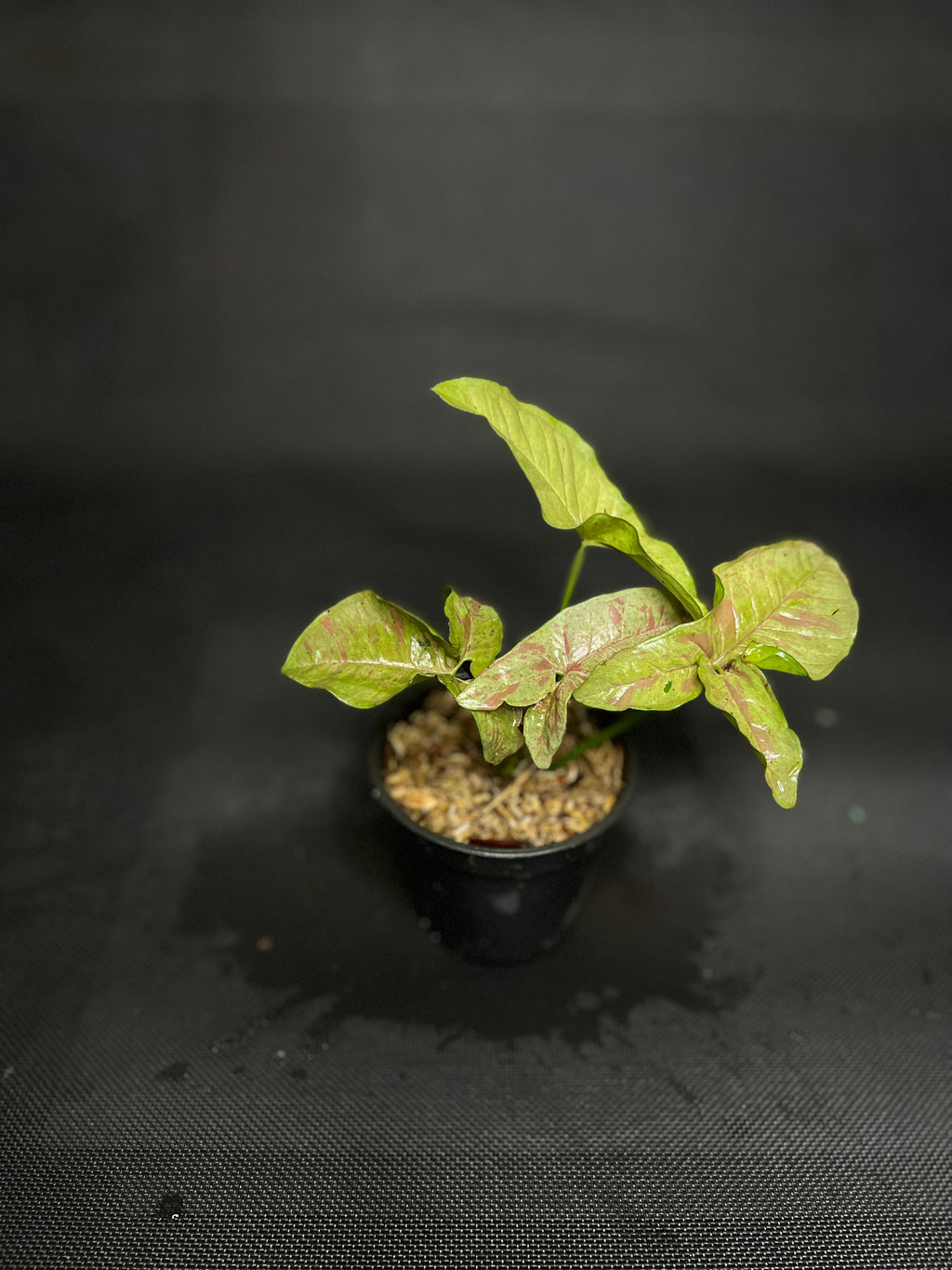 Syngonium Pink Spot