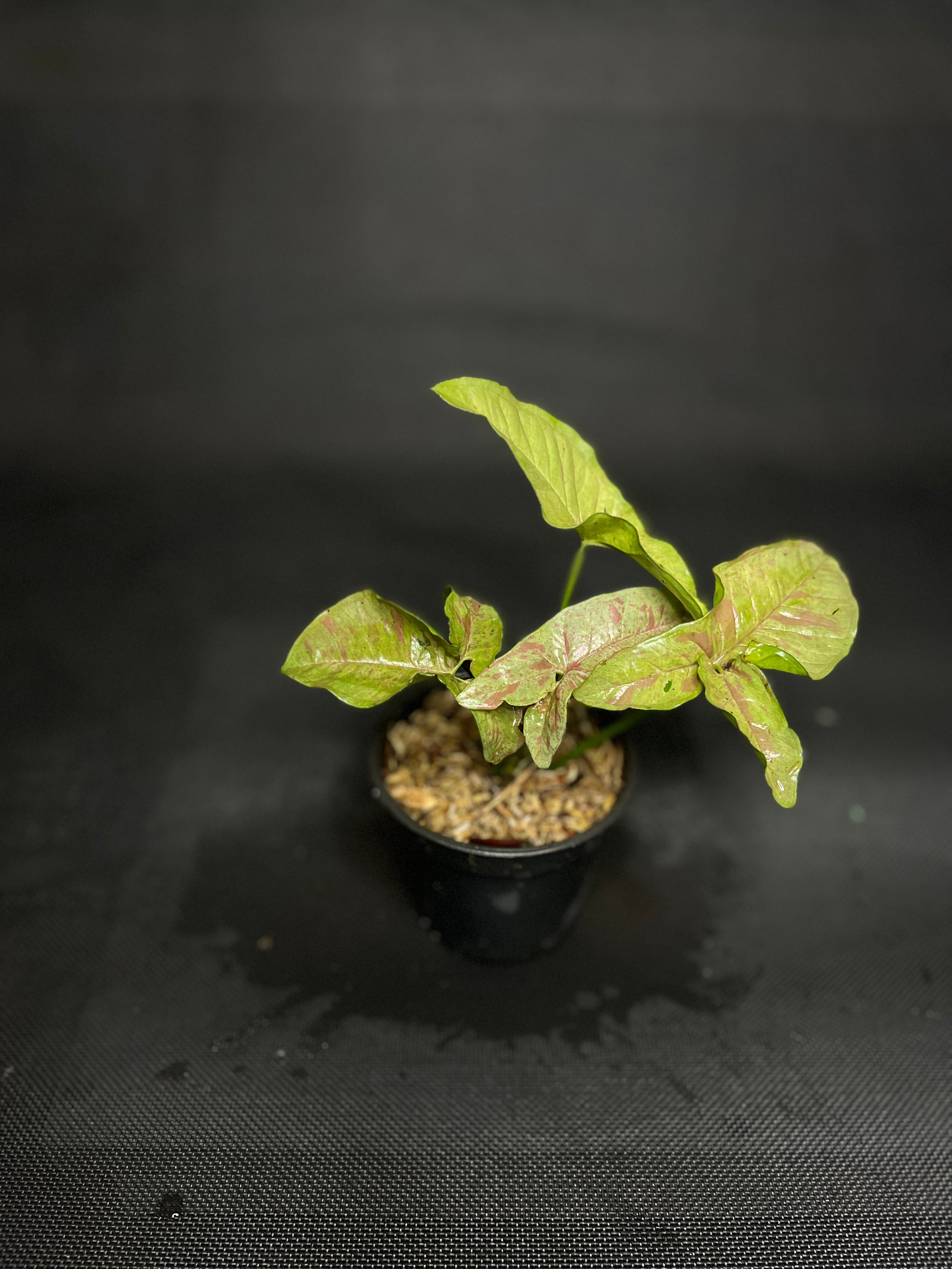 Syngonium Pink Spot