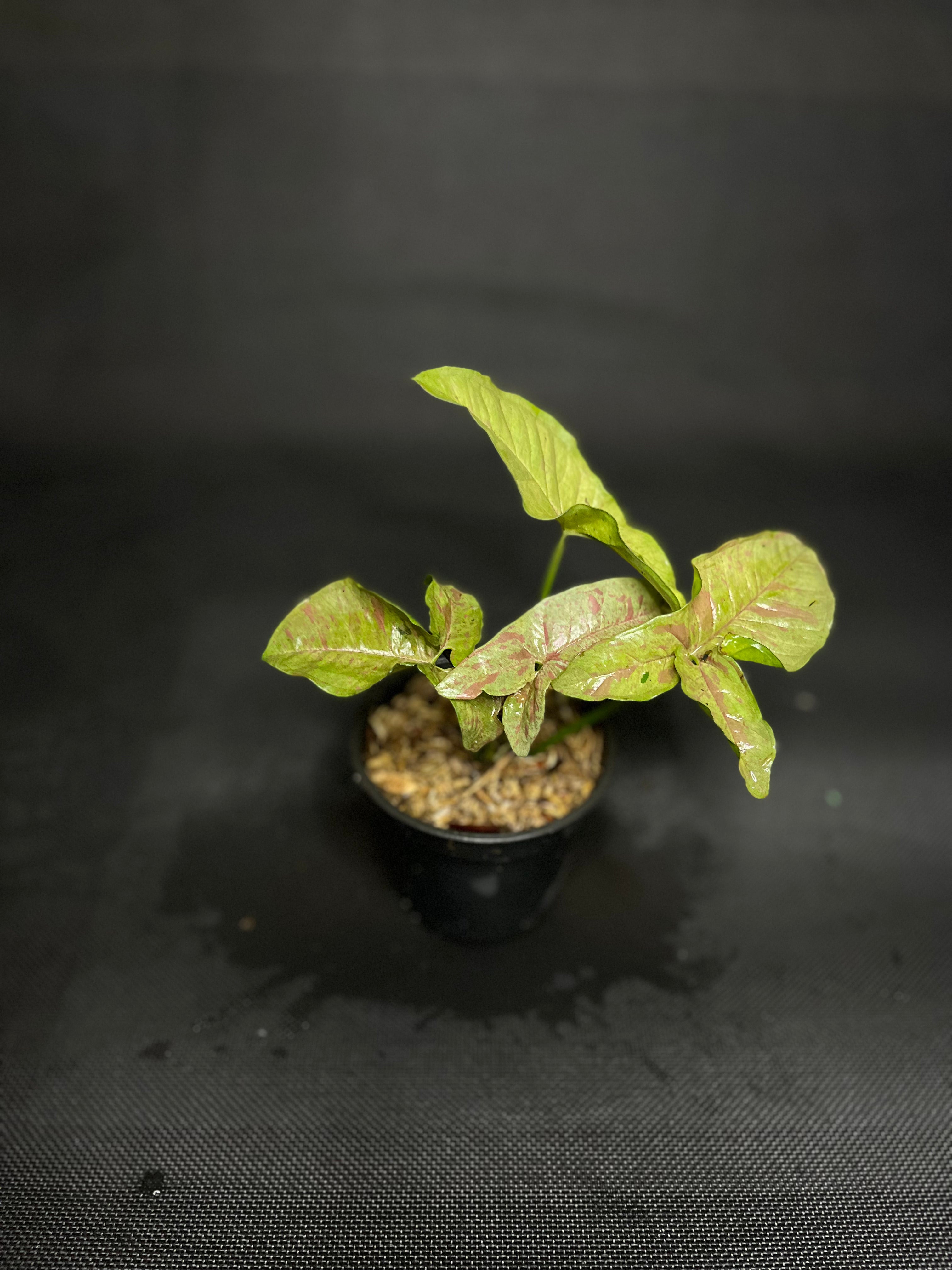 Syngonium Pink Spot