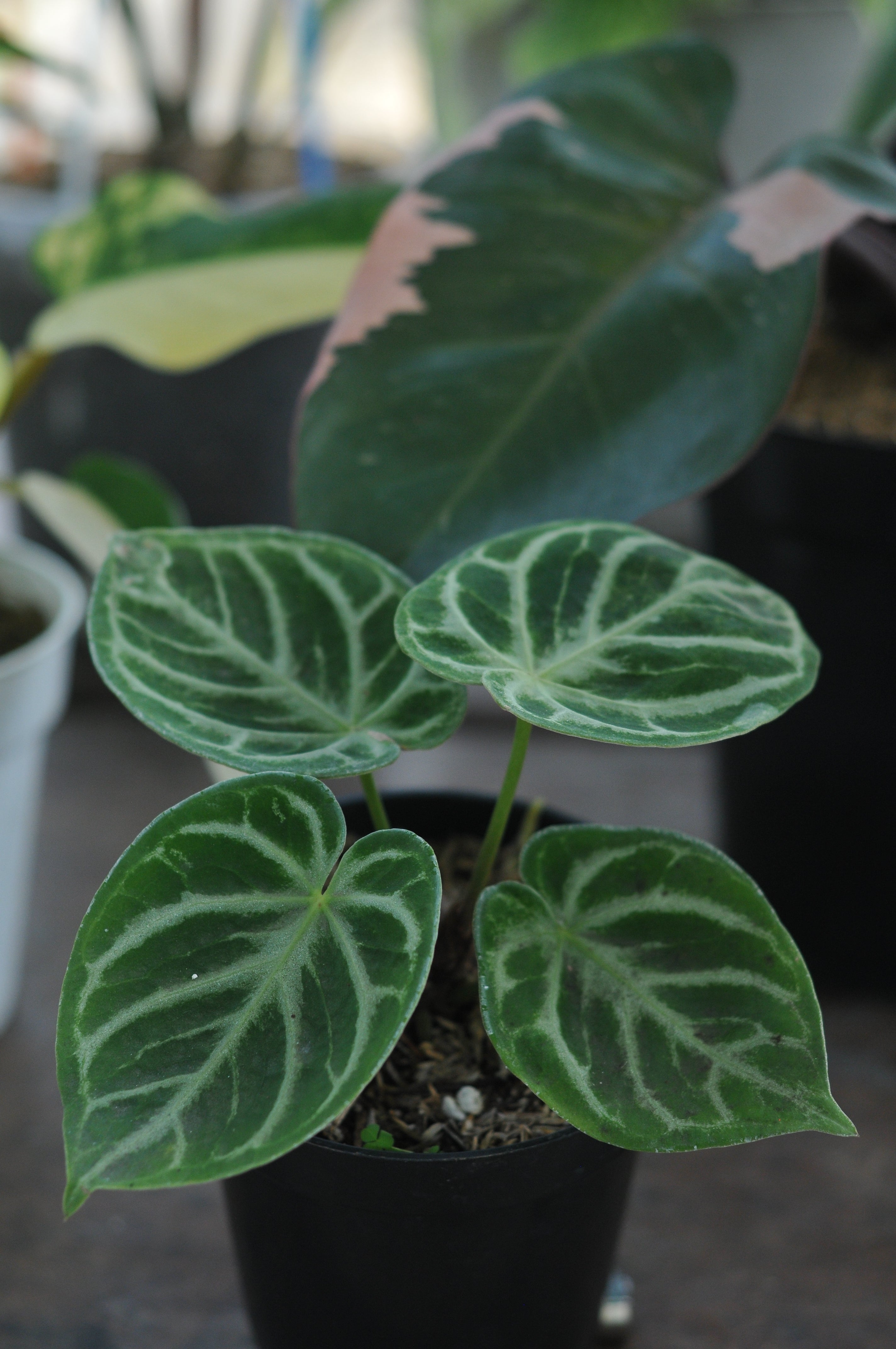 Anthurium crystallinum ‘Dorayaki’