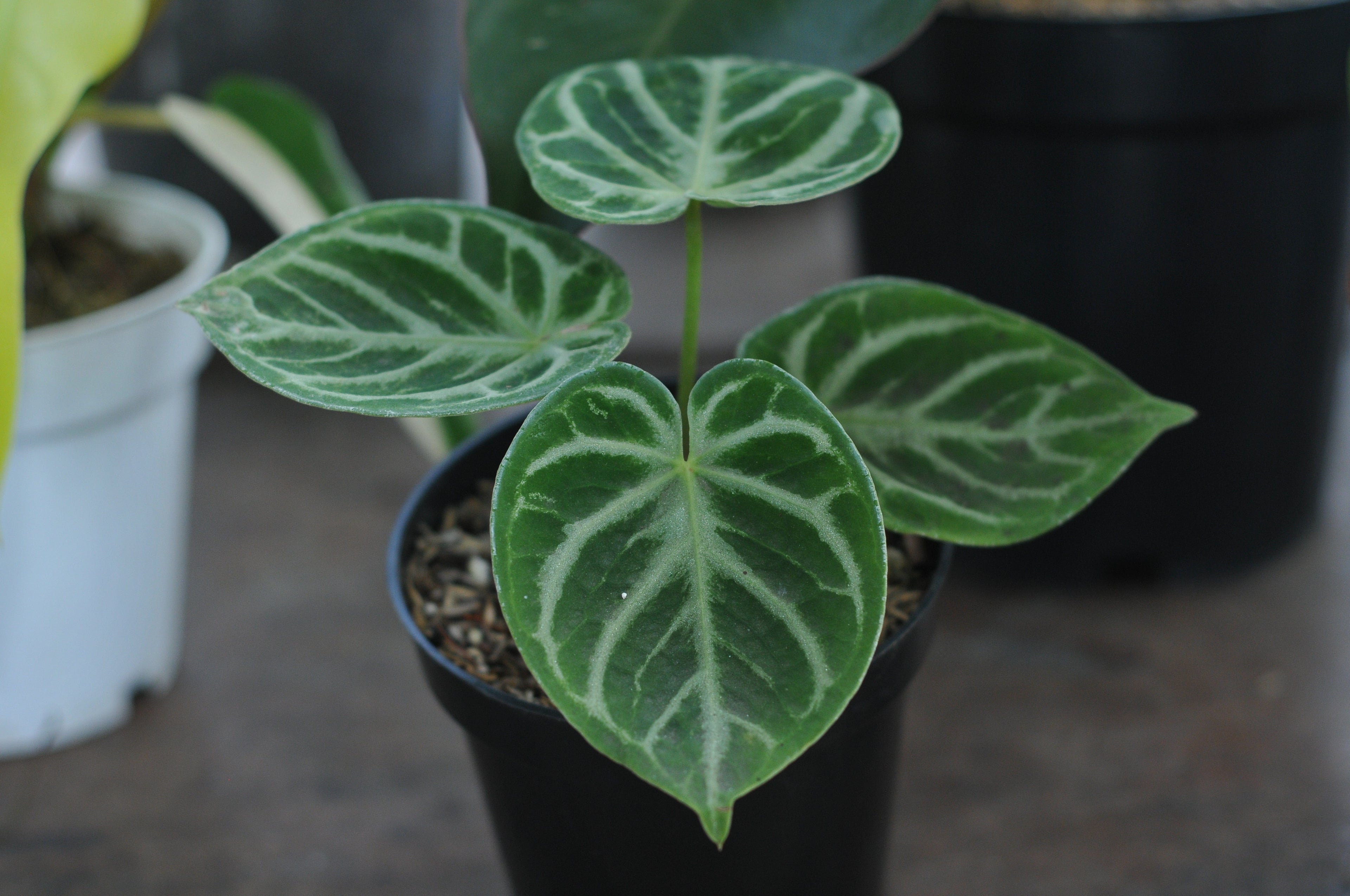 Anthurium crystallinum ‘Dorayaki’