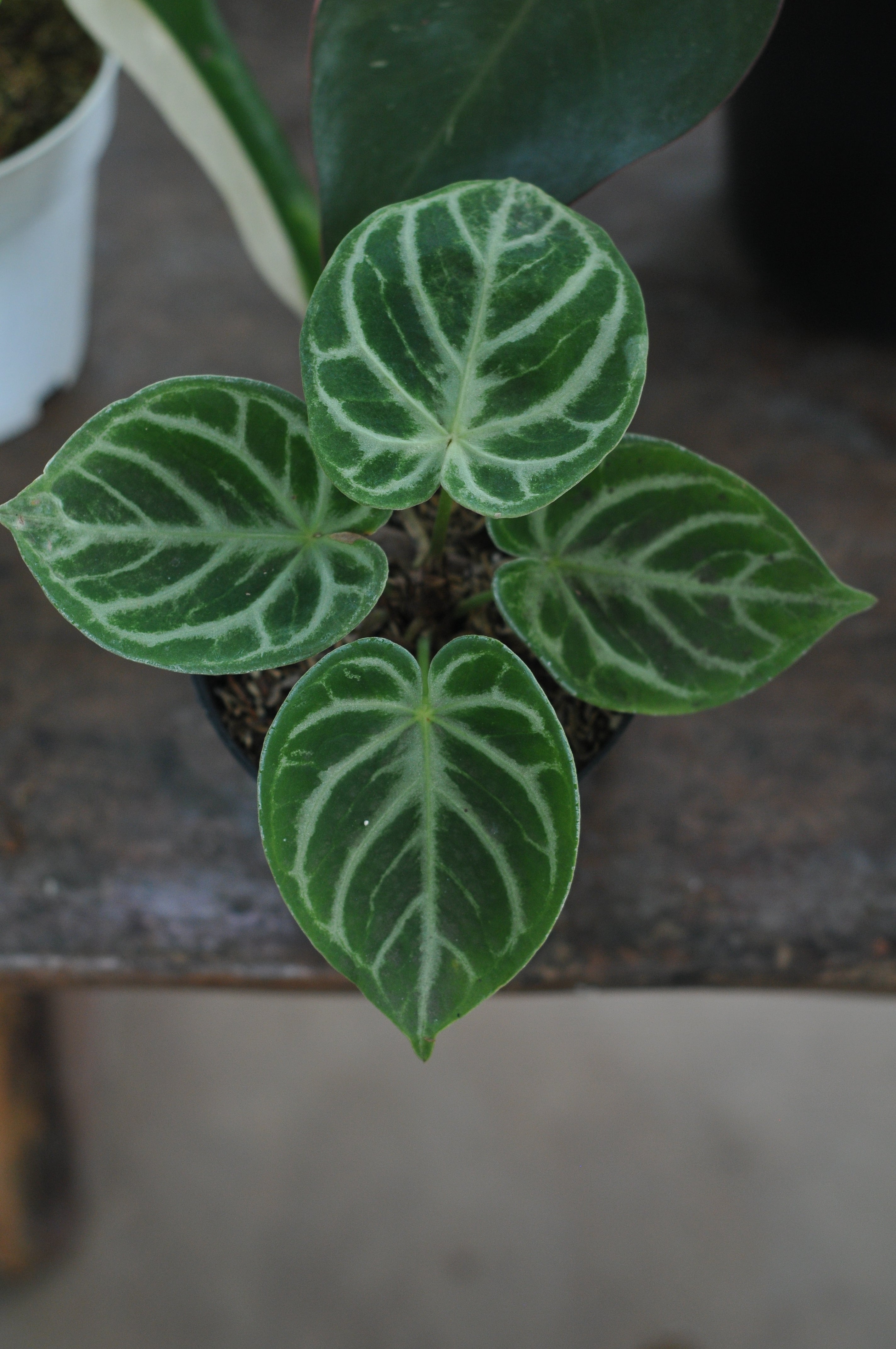 Anthurium crystallinum ‘Dorayaki’