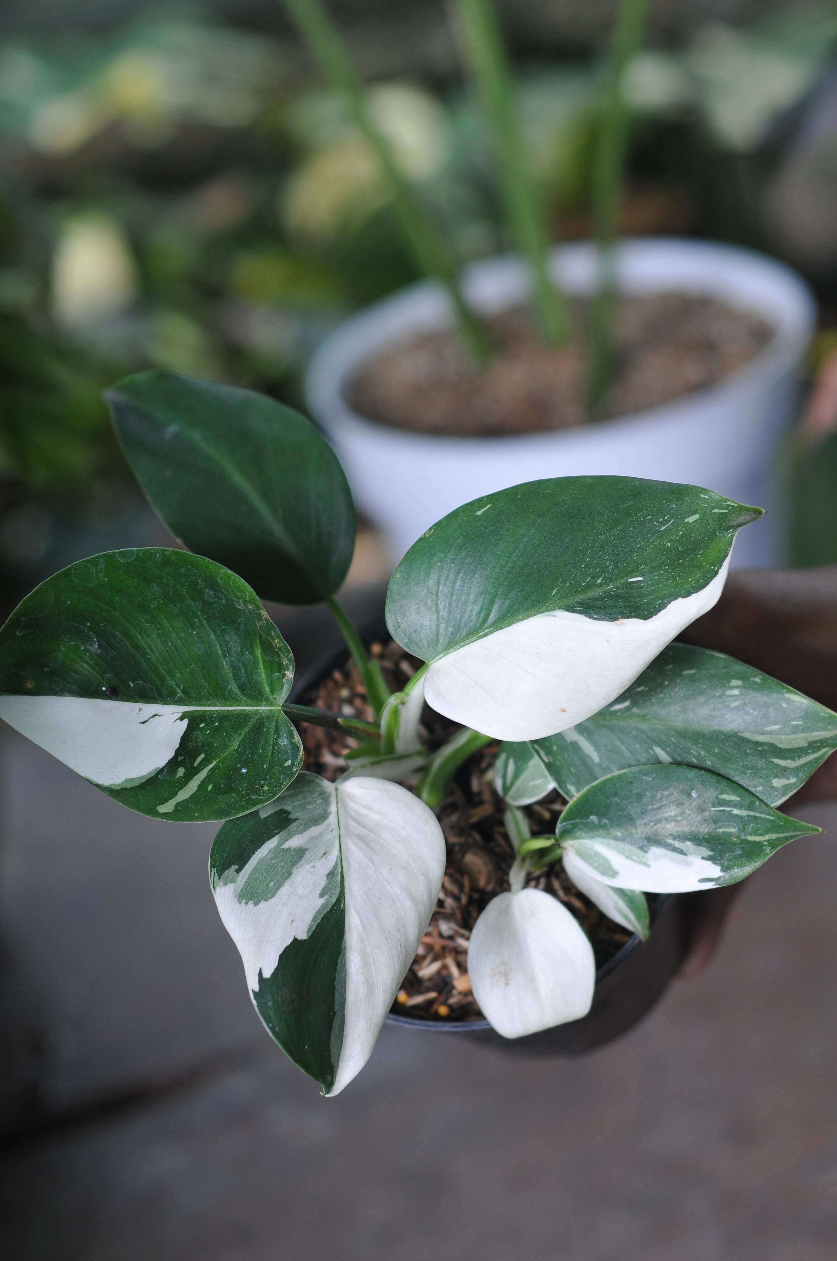 Philodendron White Princes