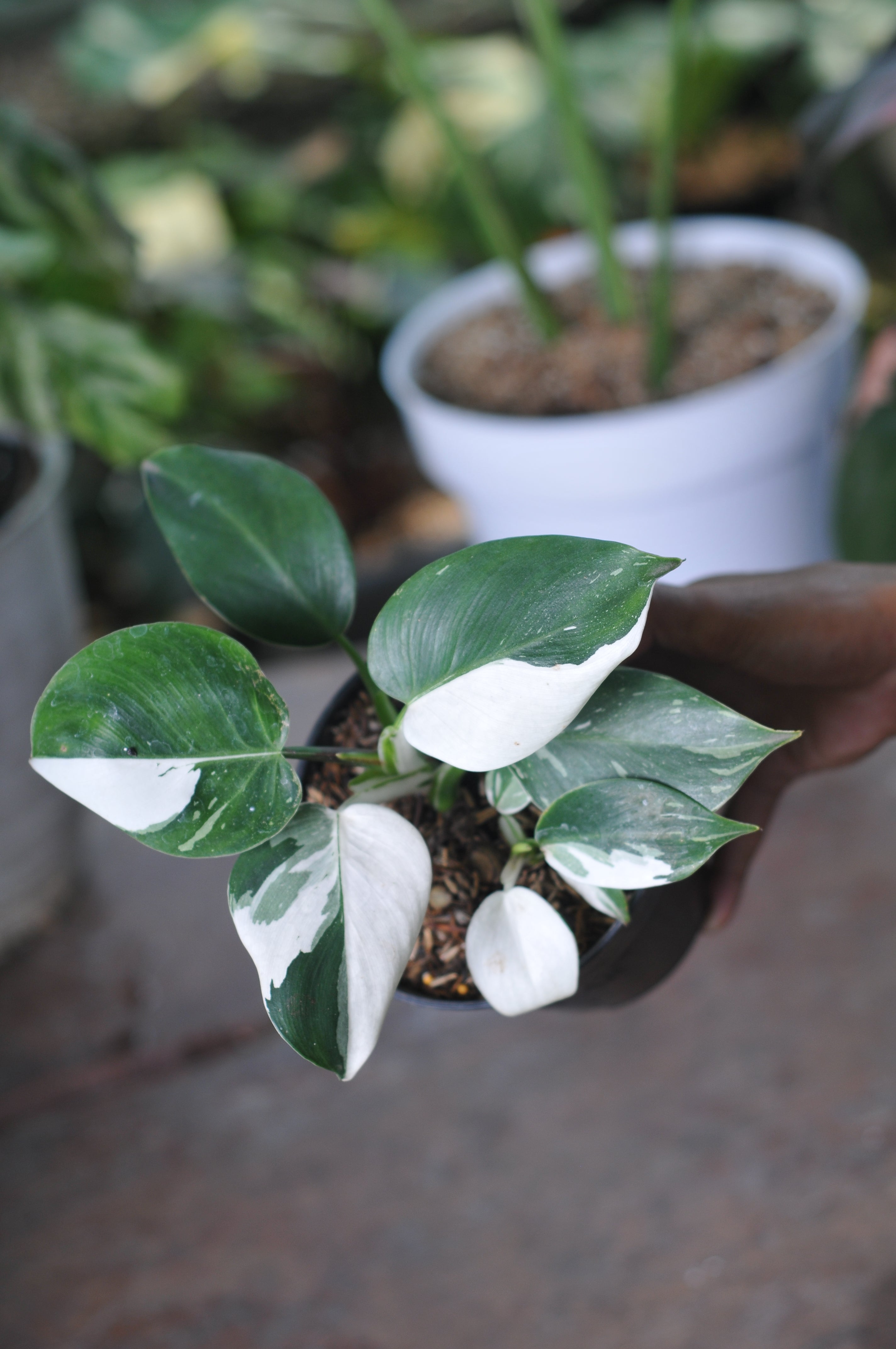 Philodendron White Princes