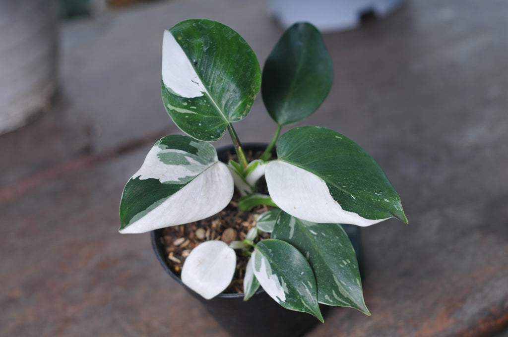 Philodendron White Princes