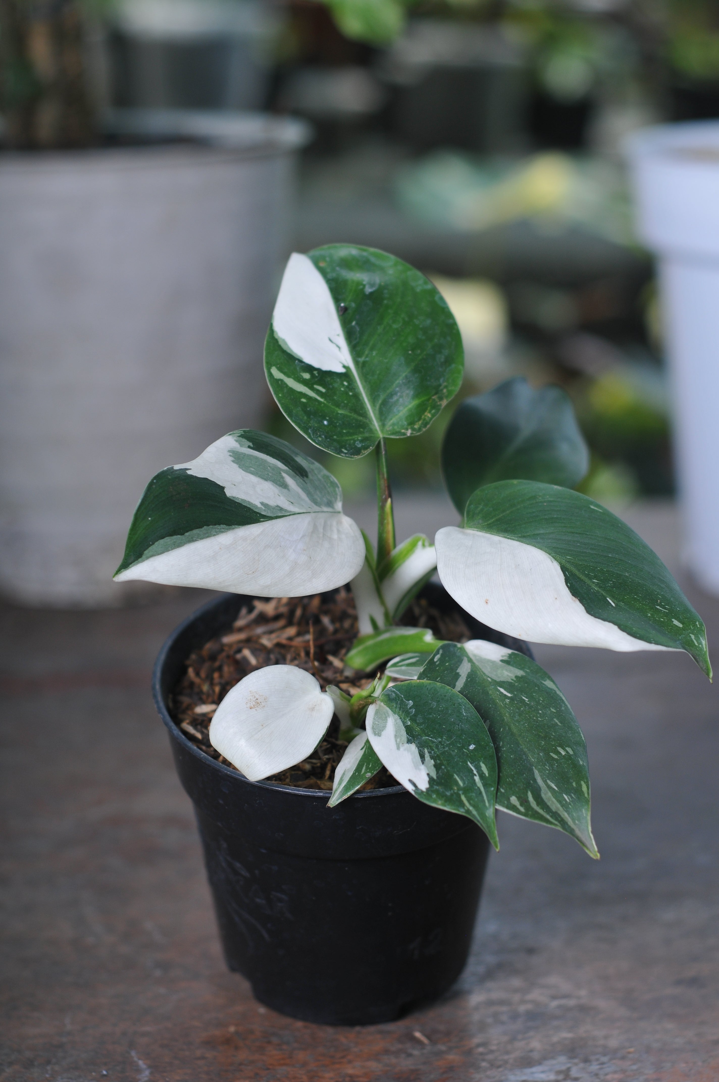 Philodendron White Princes