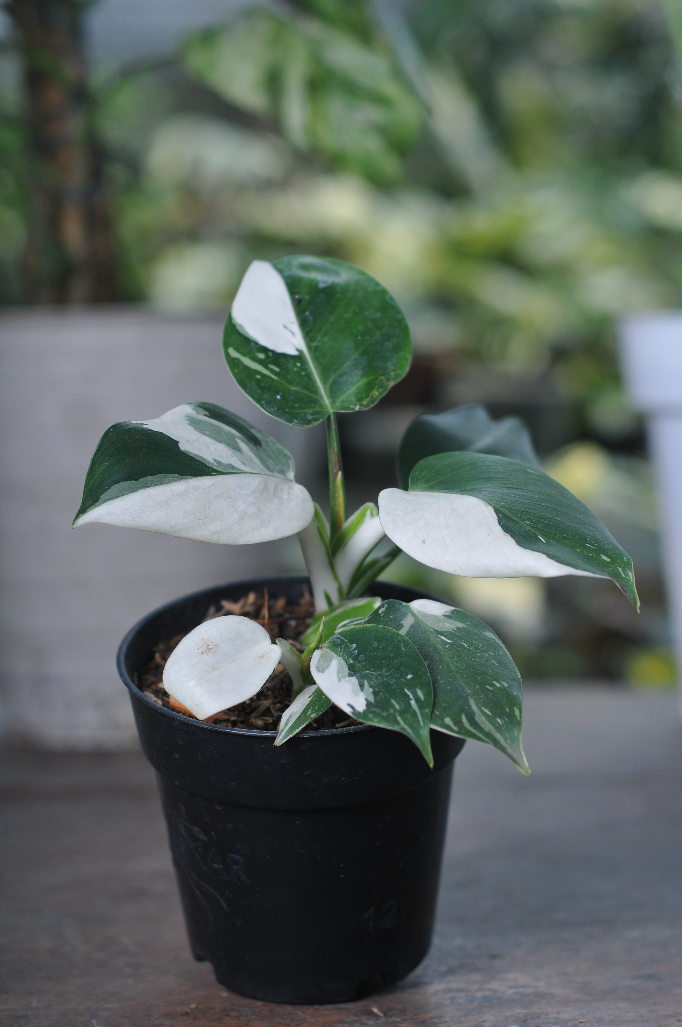 Philodendron White Princes