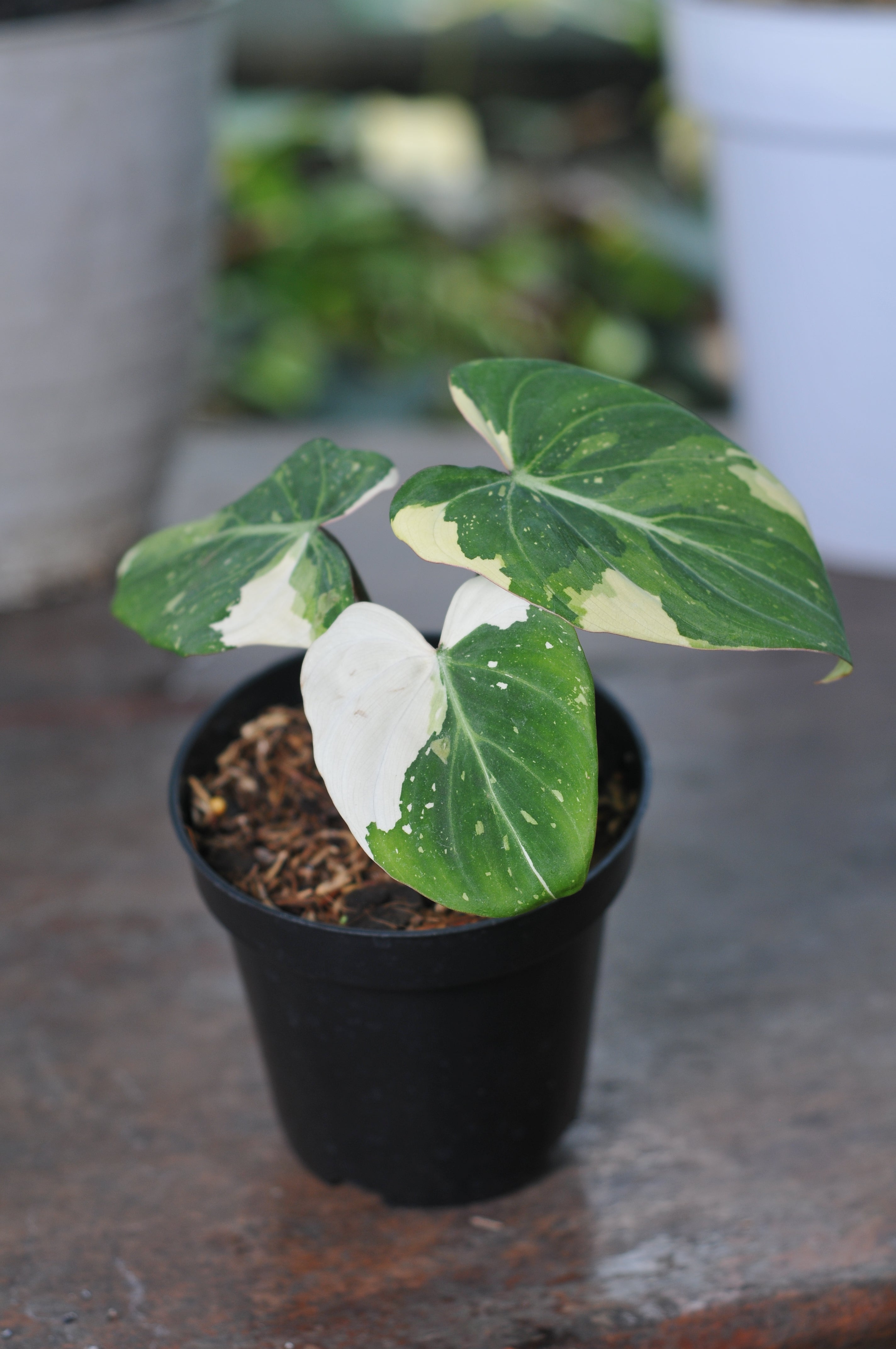 Philodendron Gloriosum Variegated Tricolor
