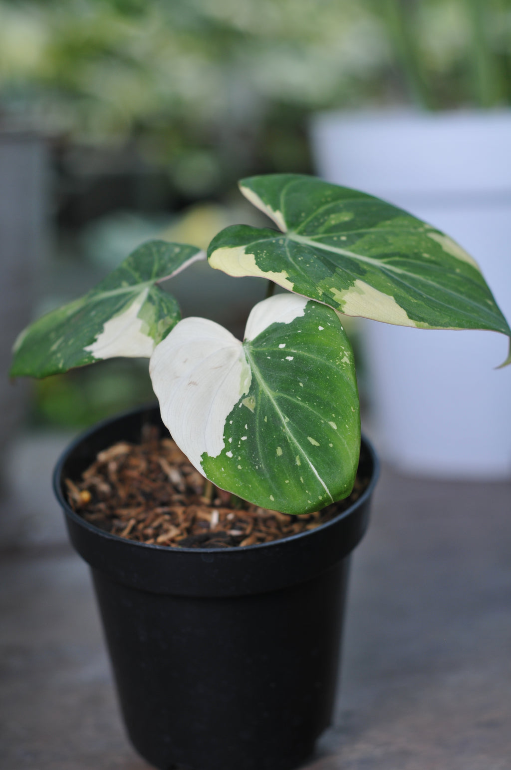 Philodendron Gloriosum Variegated Tricolor