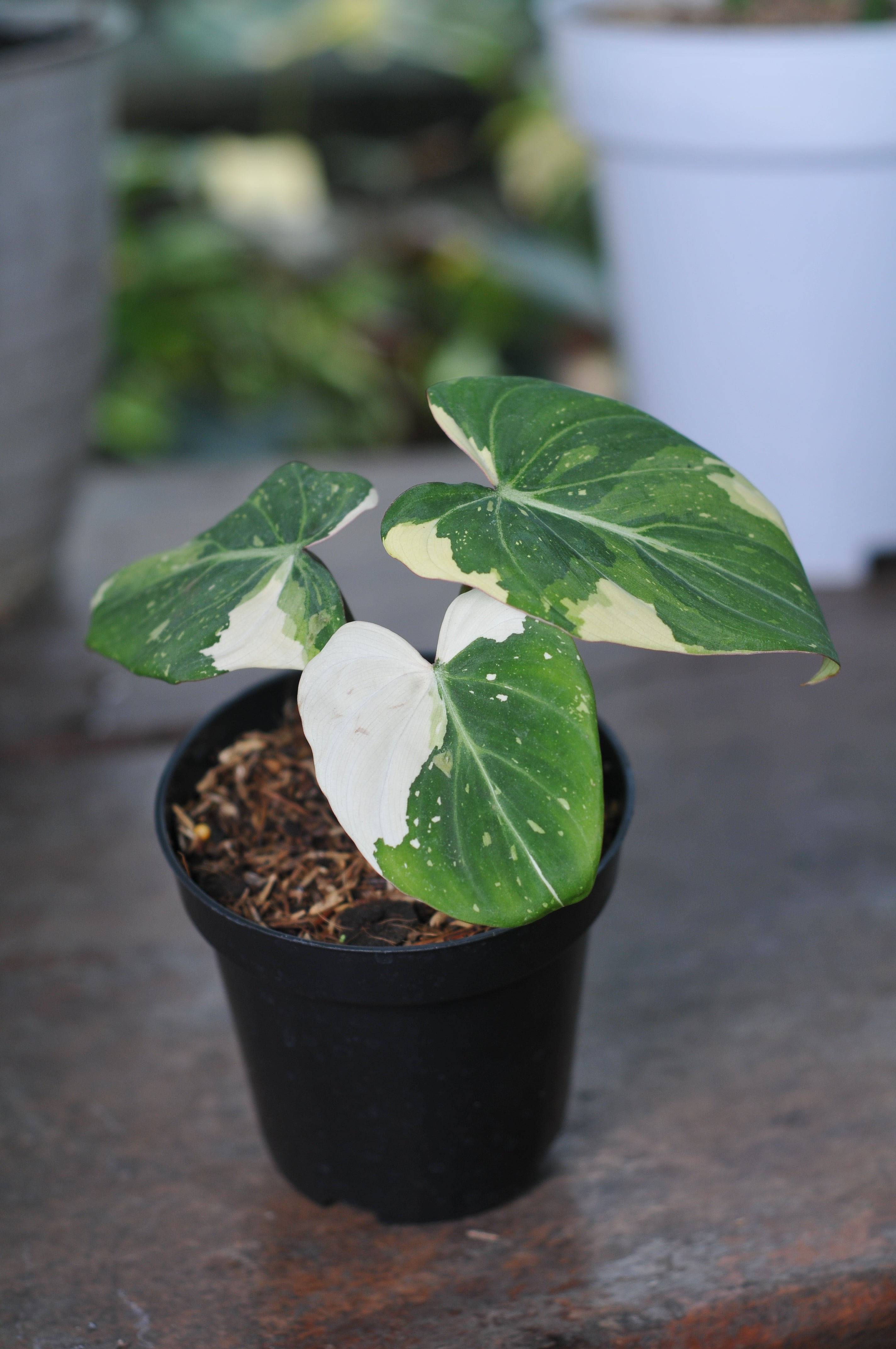 Philodendron Gloriosum Variegated Tricolor