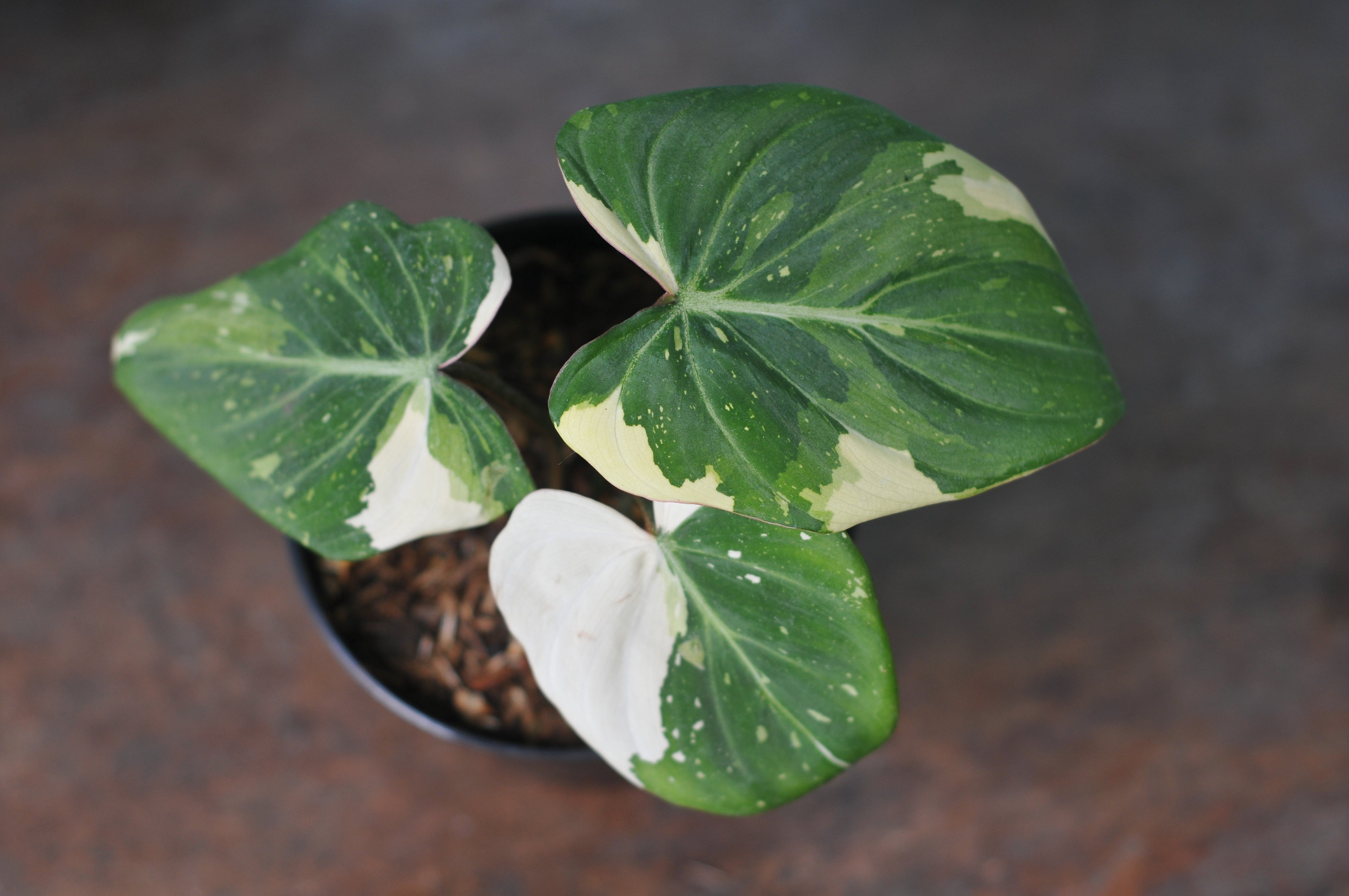 Philodendron Gloriosum Variegated Tricolor